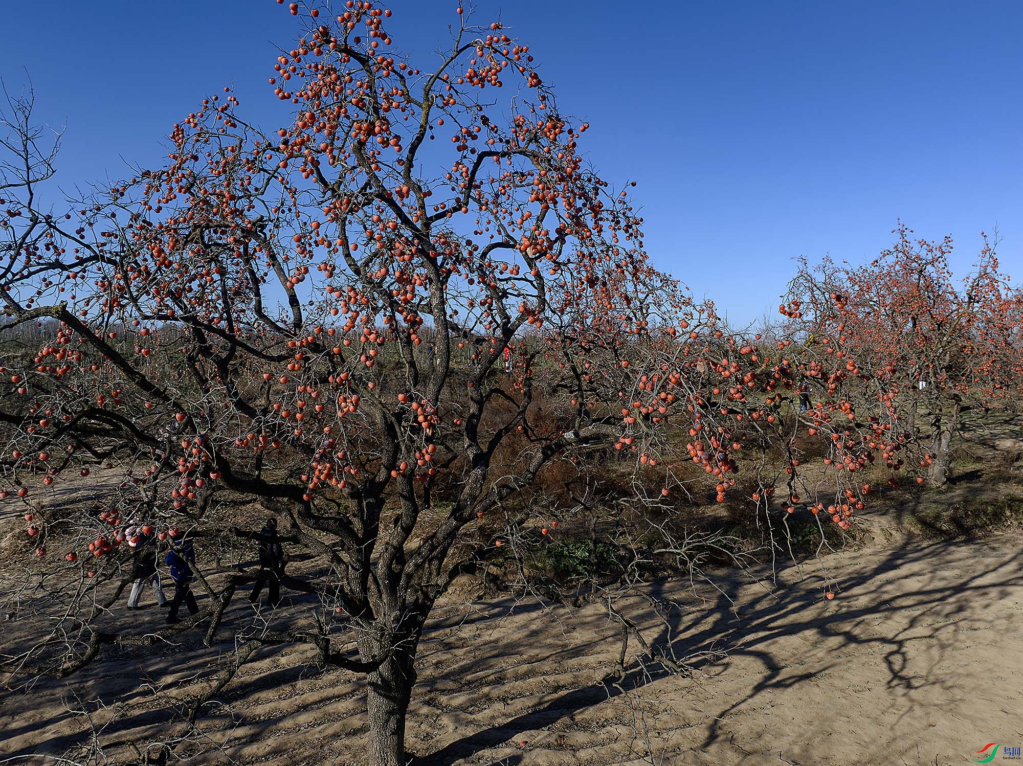DJI_20251118155509_0041_D-����ǿ-NR ����.jpg