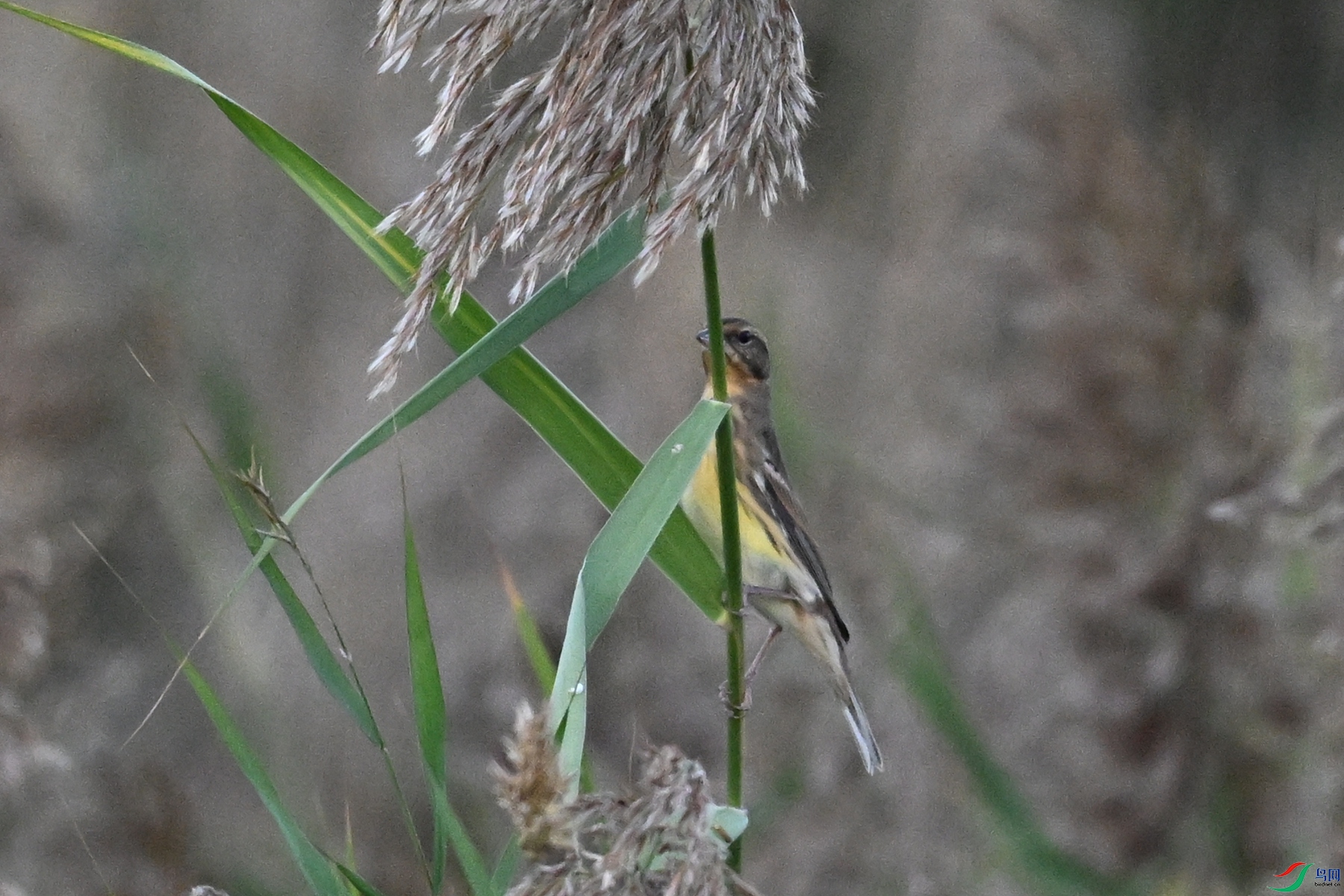 DSC_5205.JPG