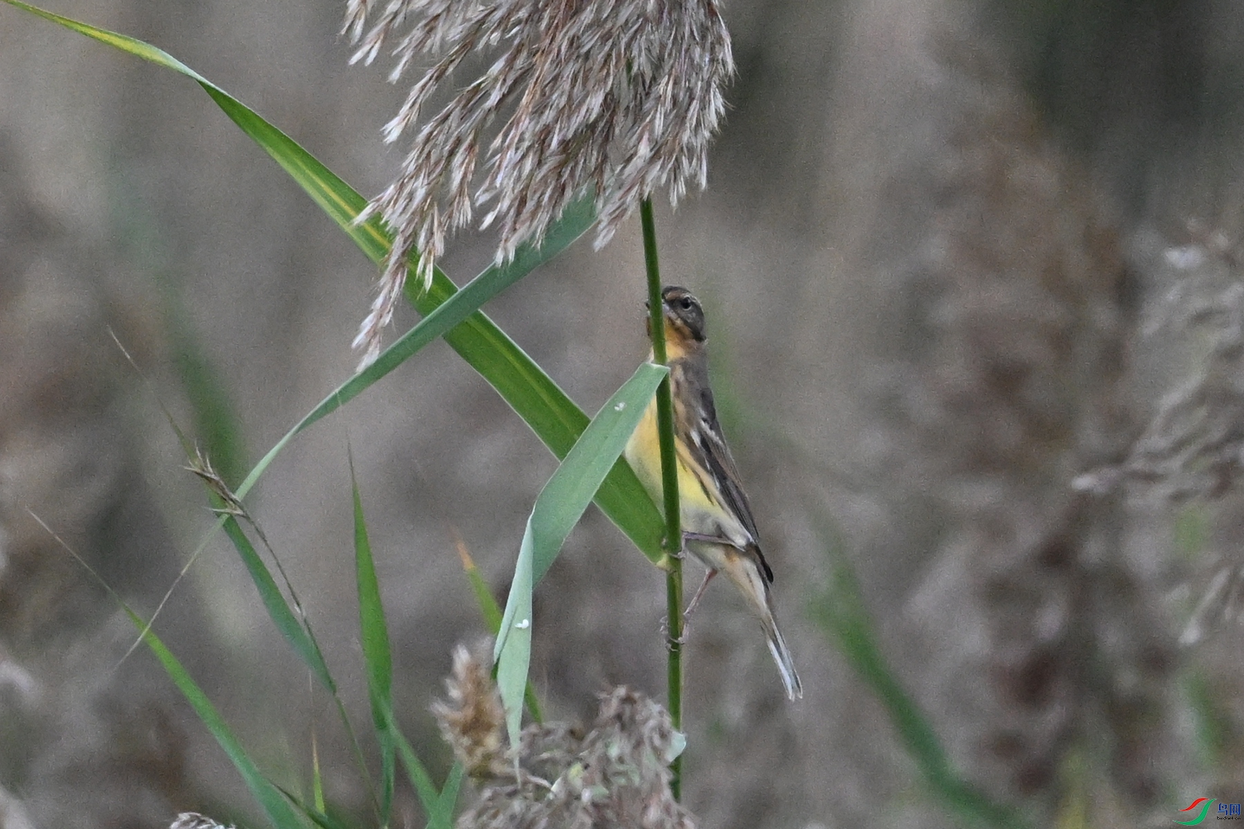 DSC_5204.JPG