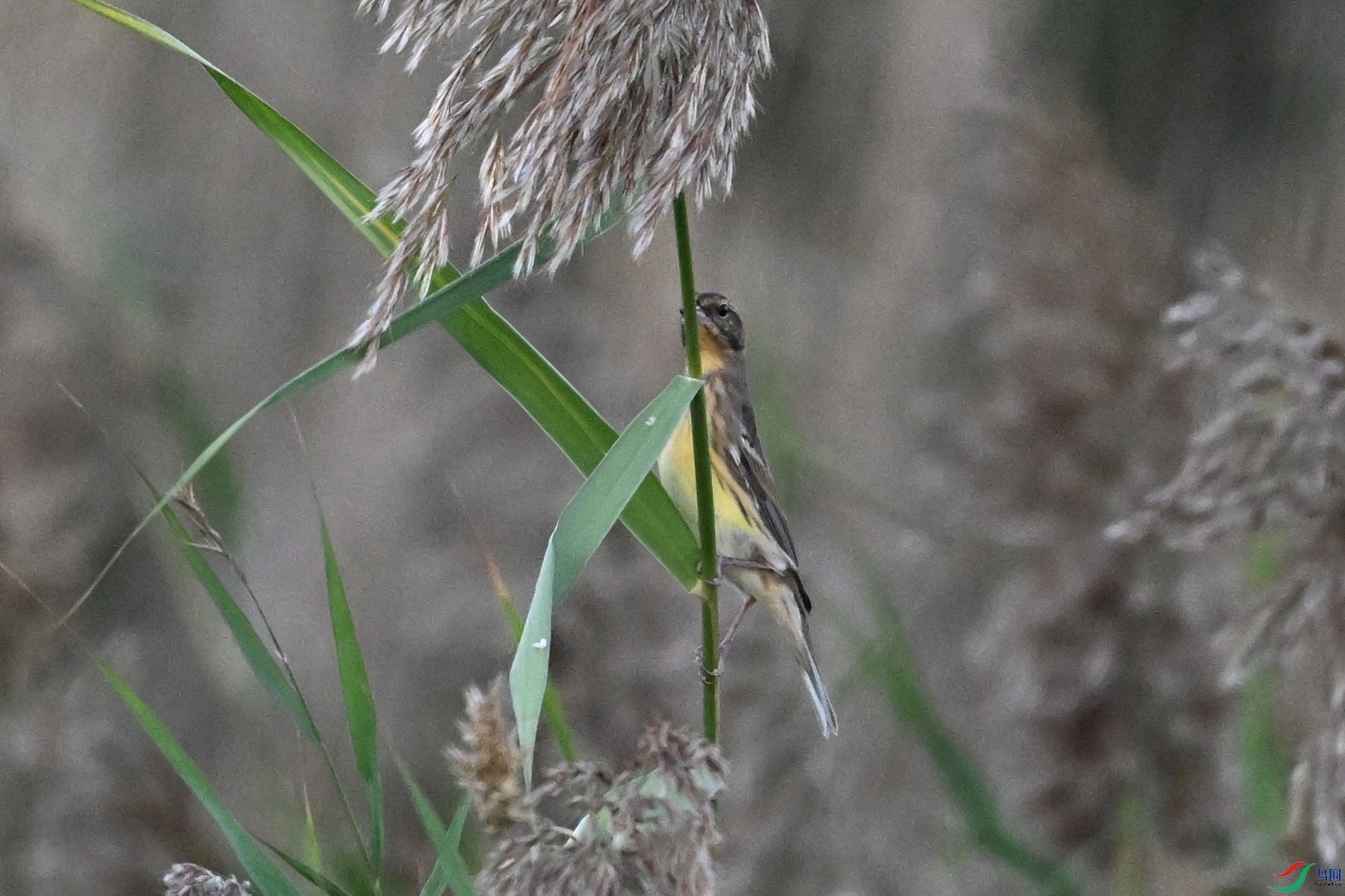 DSC_5203.JPG