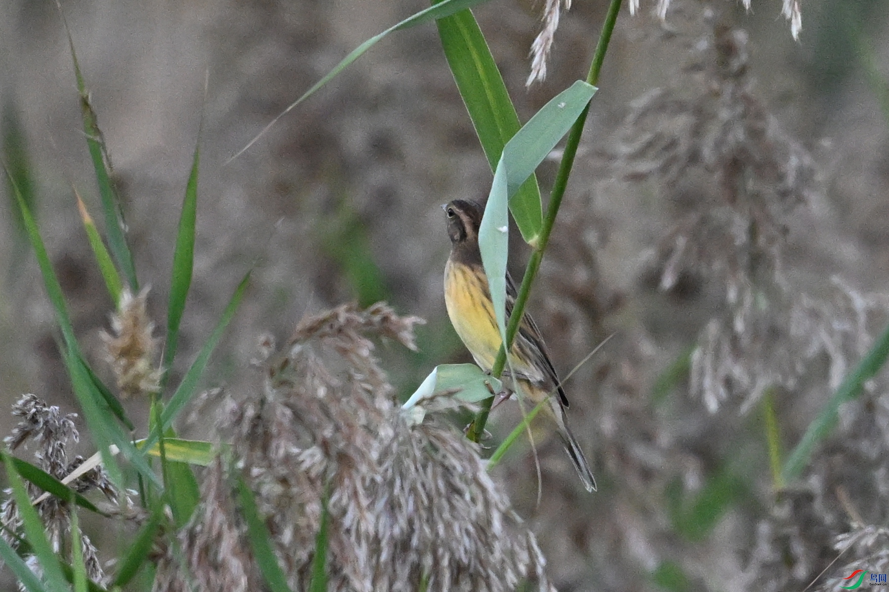 DSC_5200.JPG