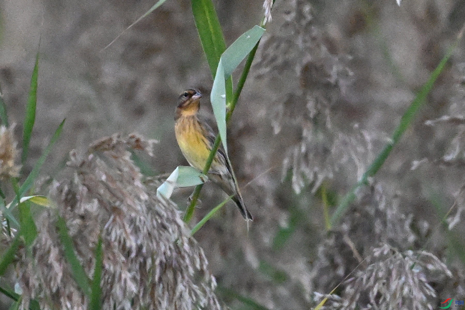 DSC_5196.JPG