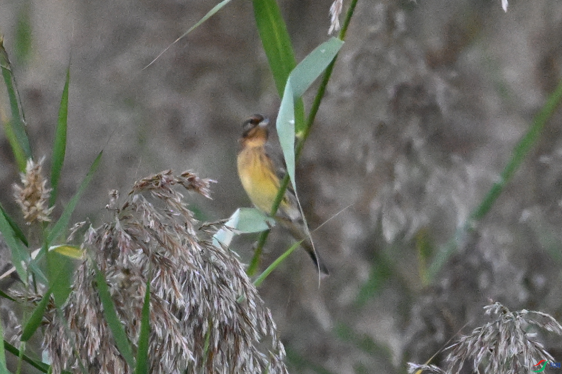 DSC_5198.JPG