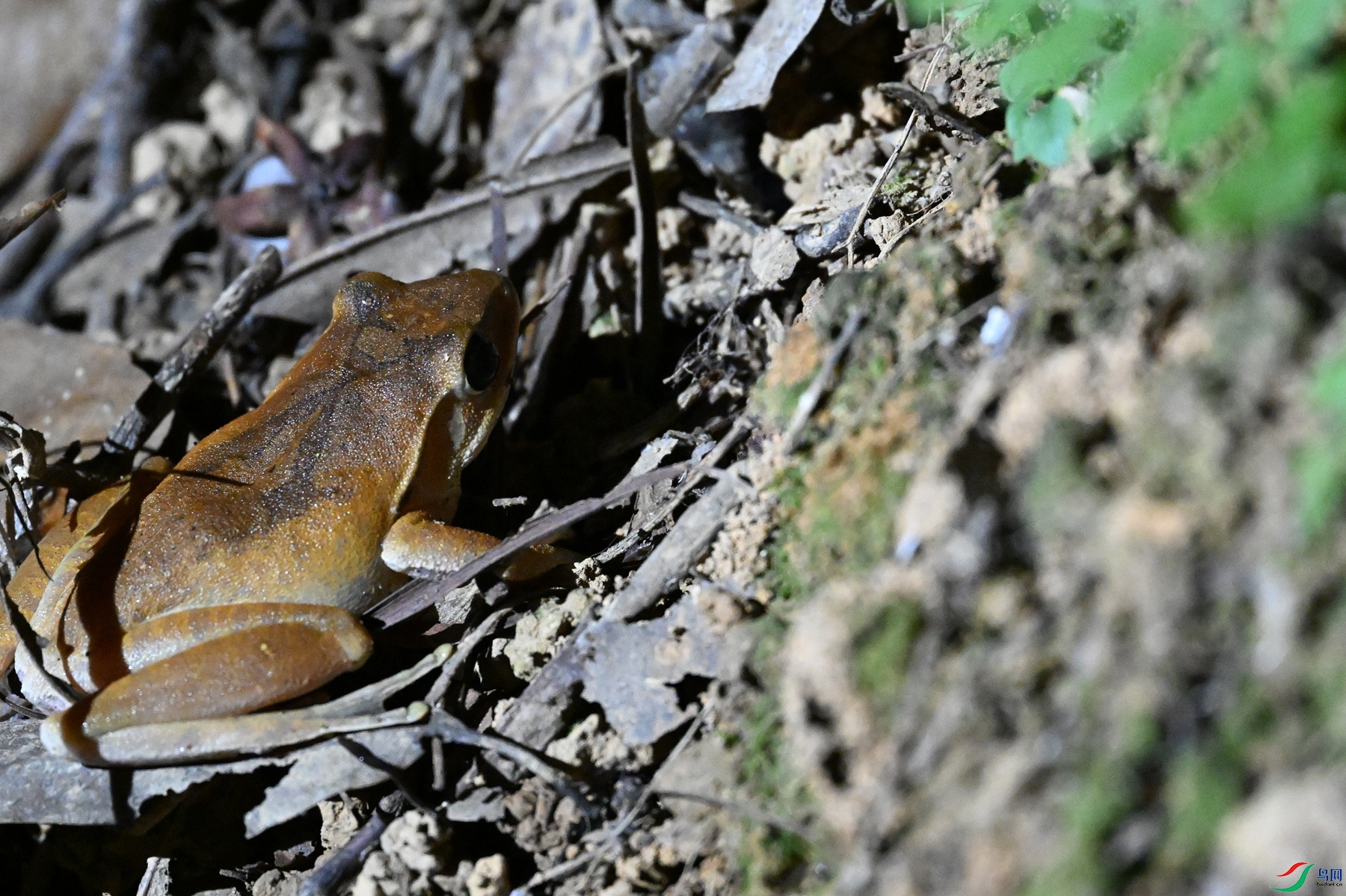 DSC_5226.JPG