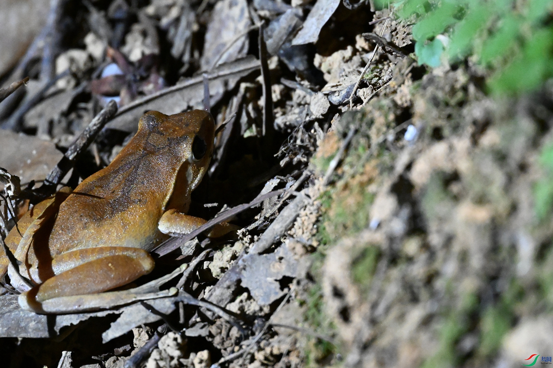 DSC_5227.JPG