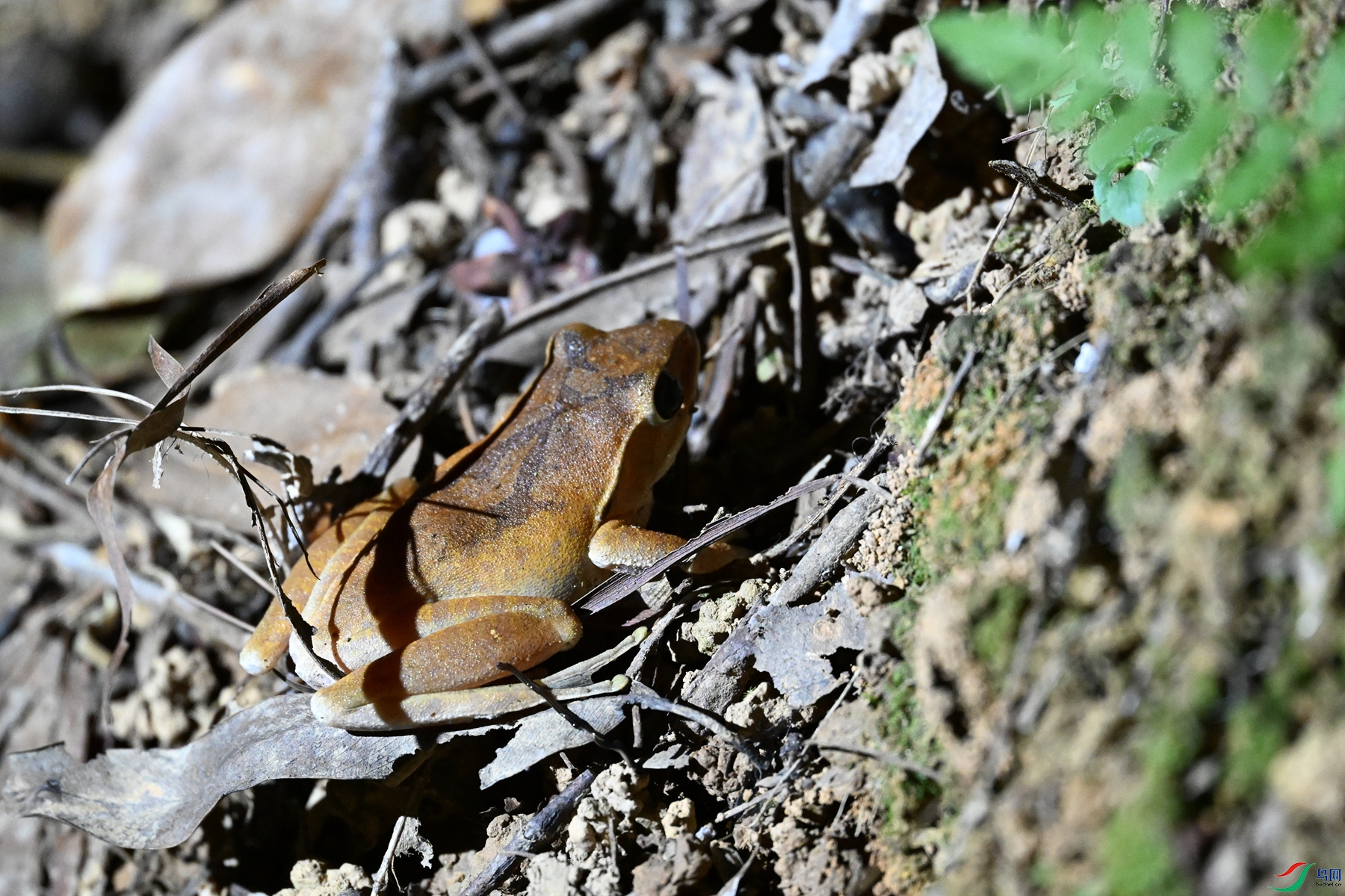 DSC_5228.JPG