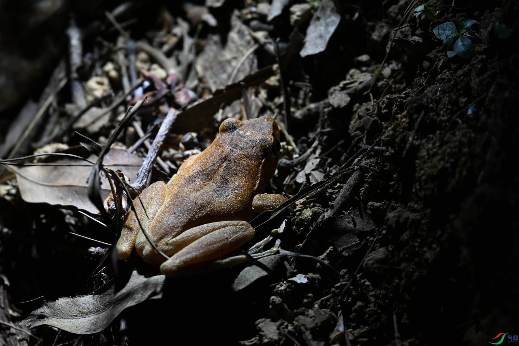 DSC_5230.JPG
