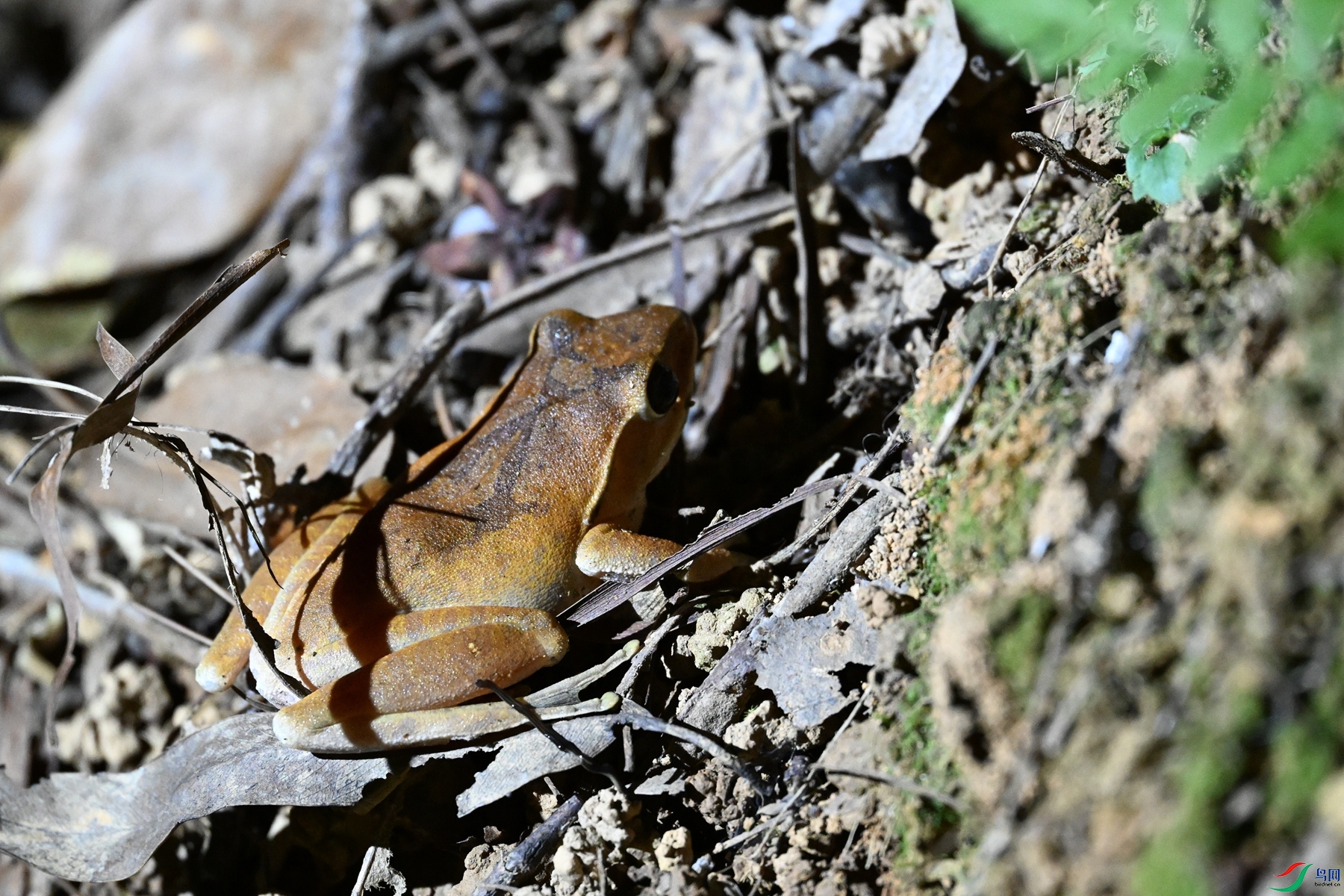 DSC_5229.JPG