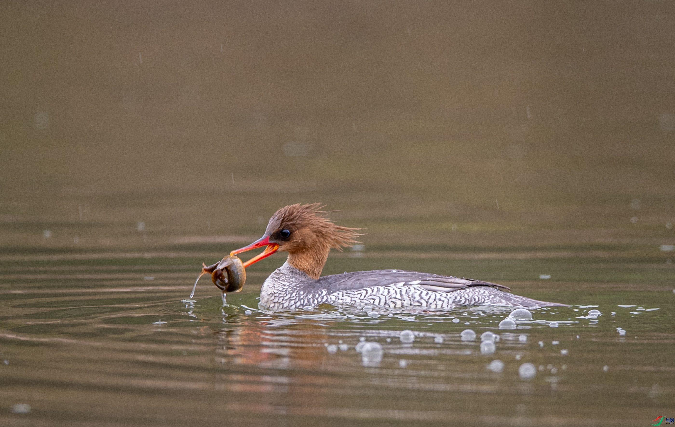 DSC_2502�л���ɳѼ.JPG