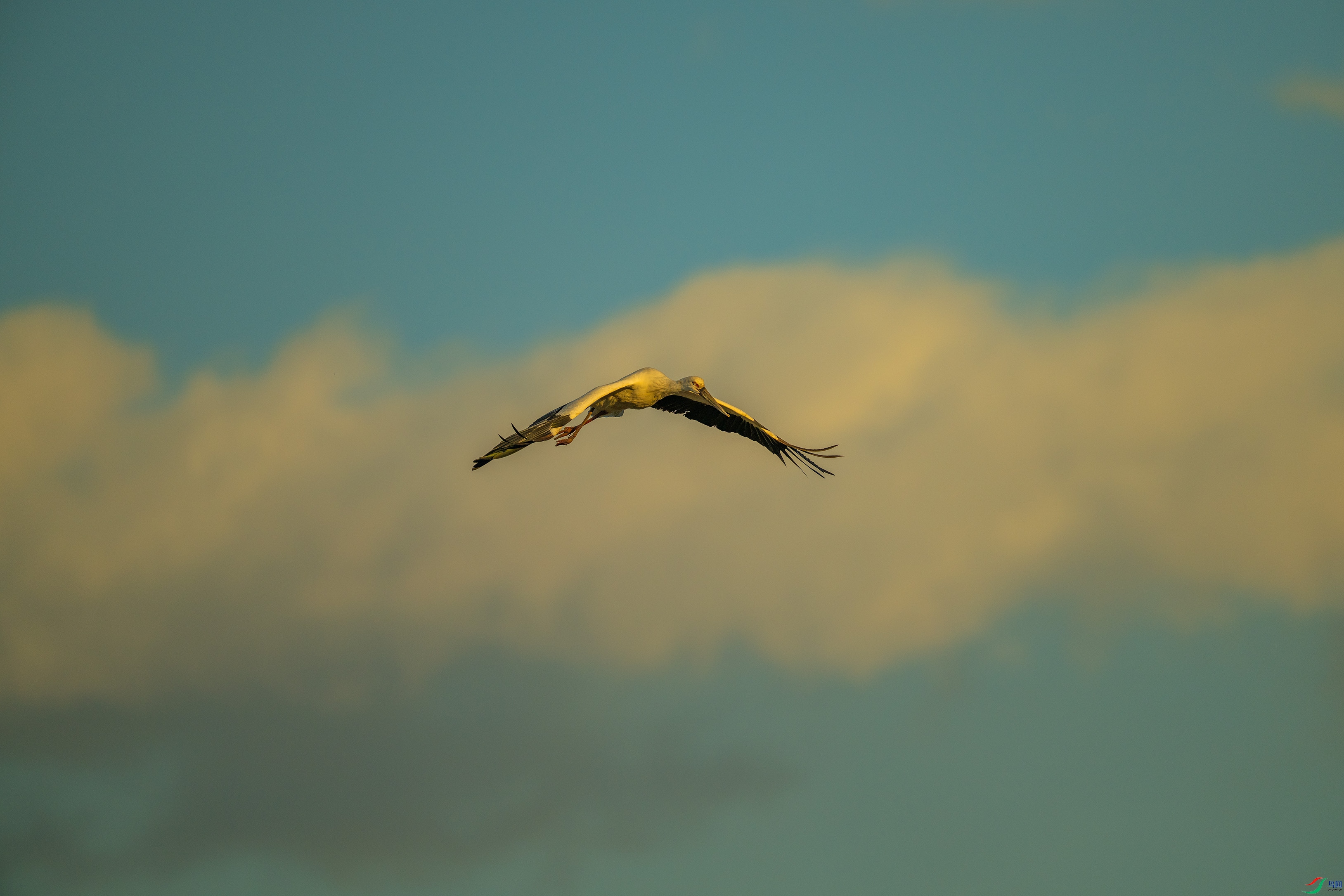 DSC_6020.jpg