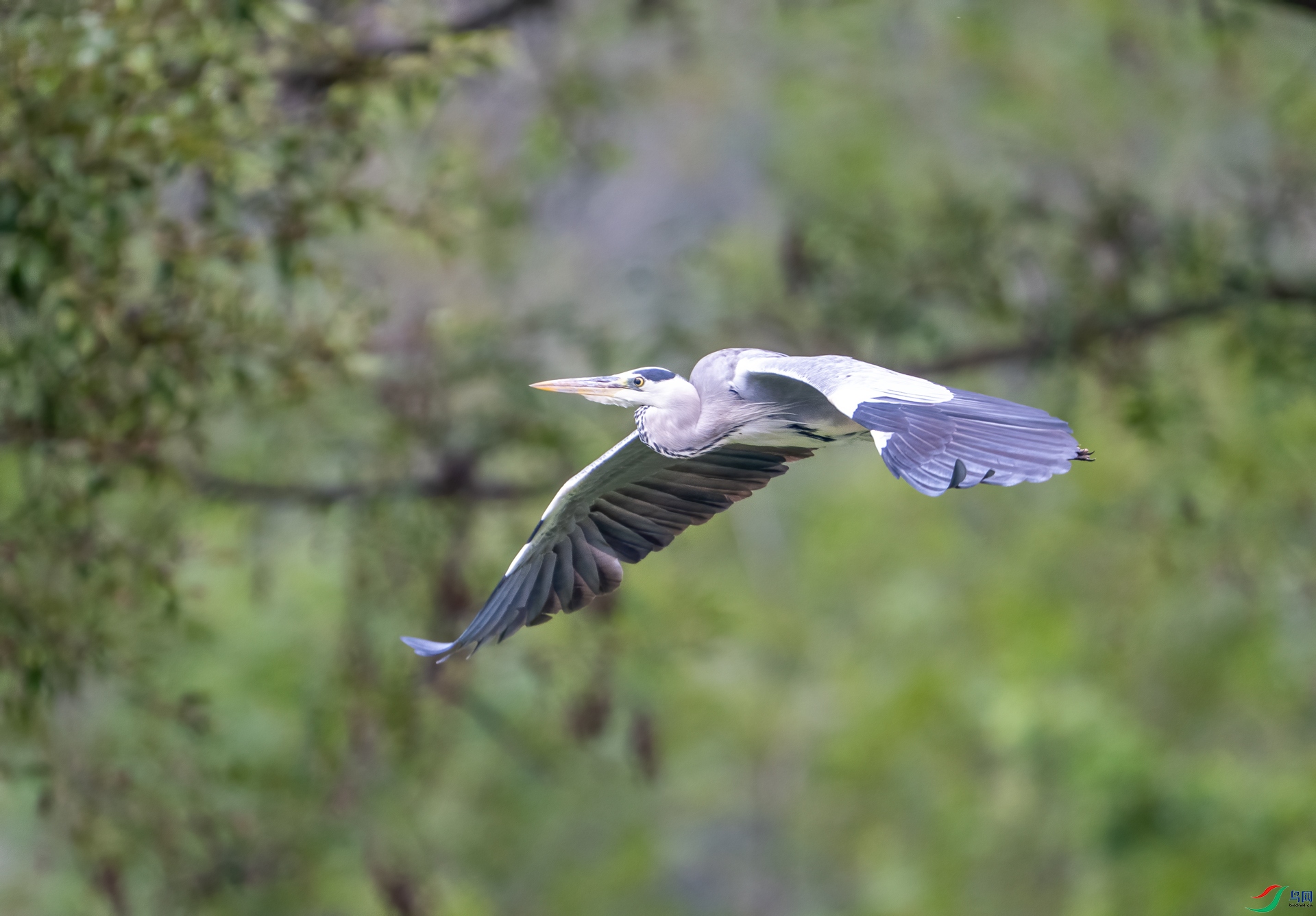 DSC_3461-1.jpg