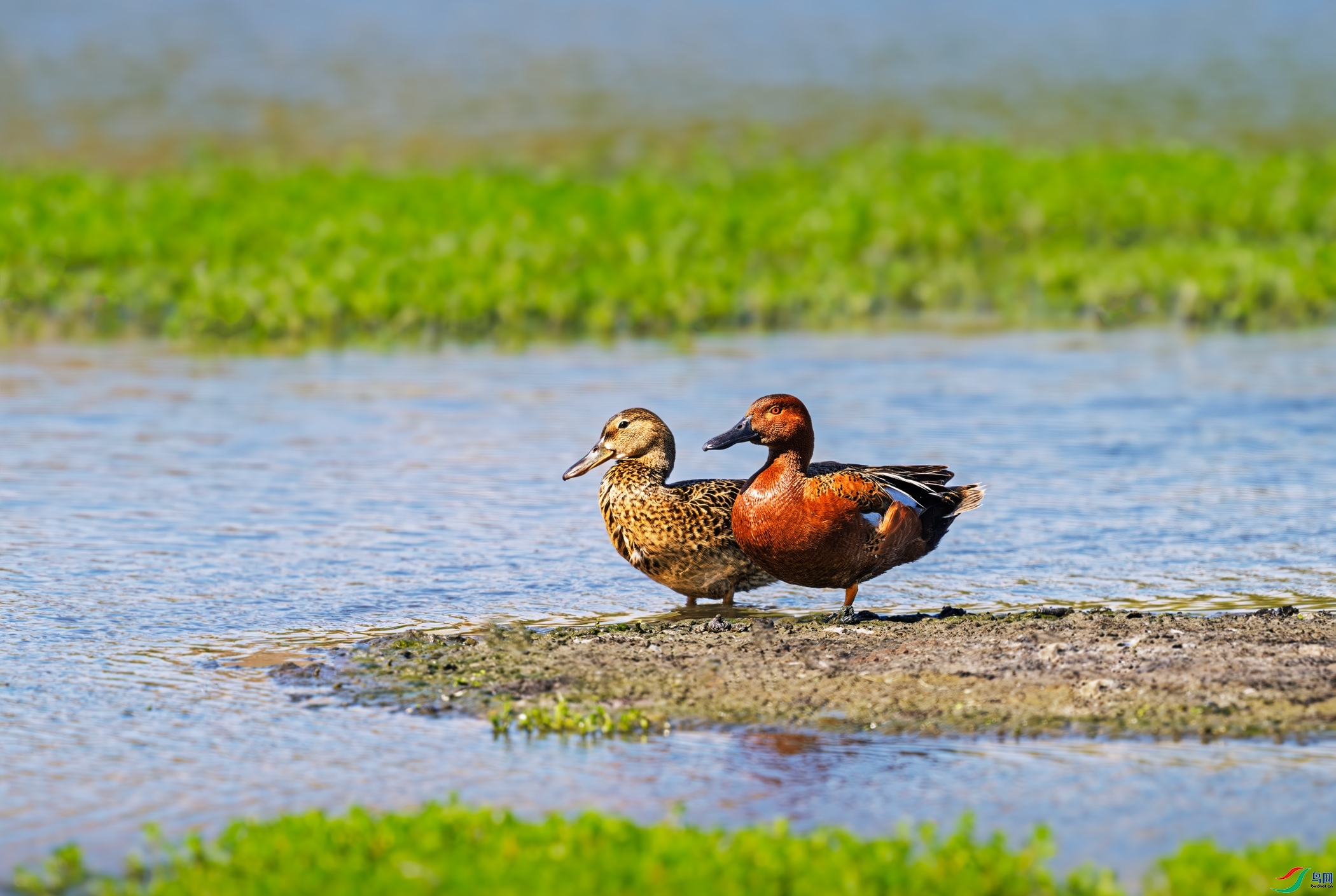 11.19����������ʦ��Ʒ   Ѽ���� ��ף���ٻ����������.jpg