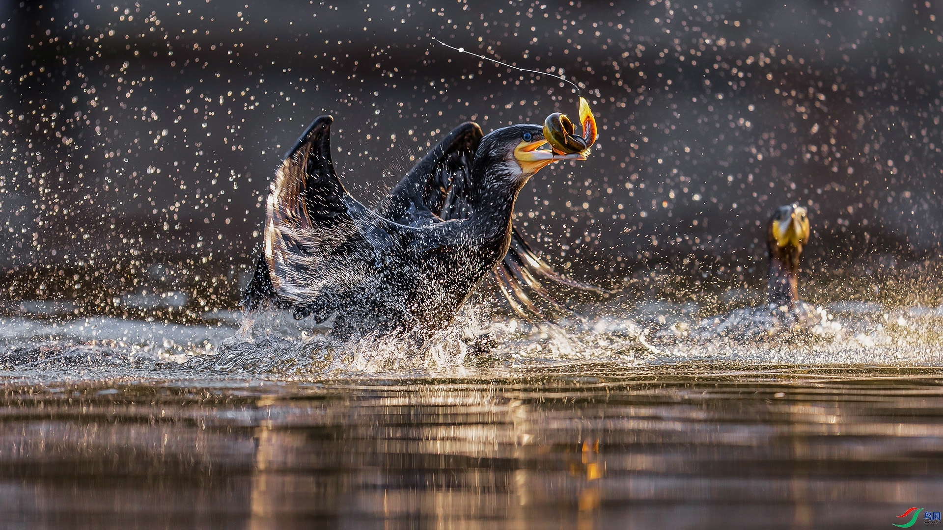 11.19�ݸ�����ʦ��Ʒ   �������Բ����ף���ٻ�ÿ�ռ�����.jpg