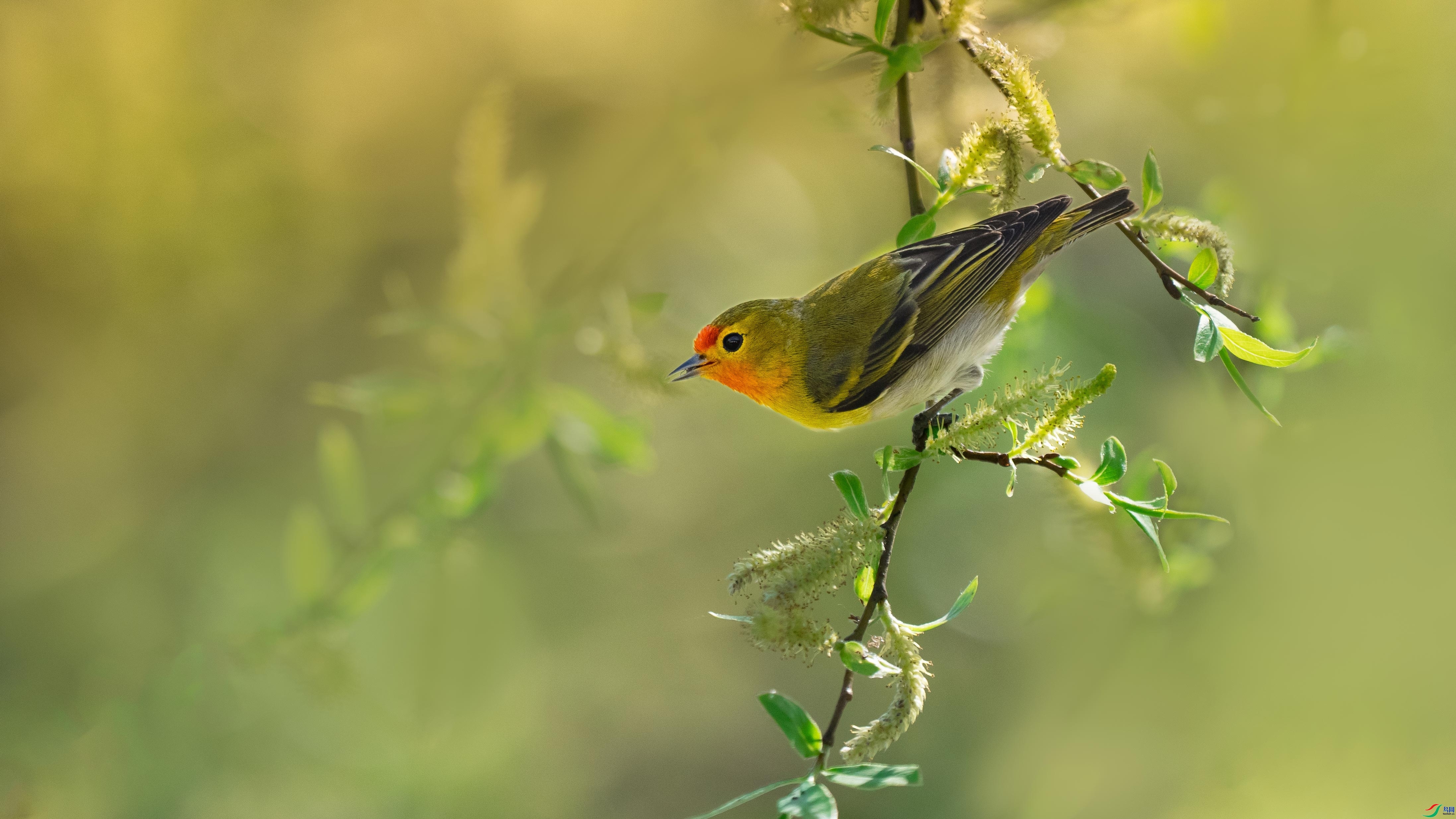 11.19��Ұ������ʦ��Ʒ   ֦ͷ�� ��ף���ٻ���Ӱʦ������.jpg