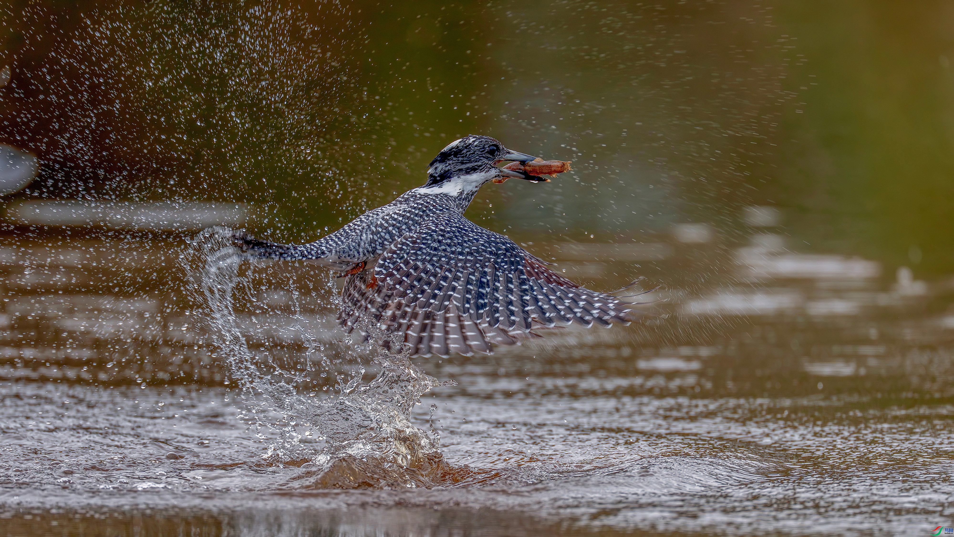 11.17�|�����ʦ��Ʒ   ������Ұ�ģ� ��ף���ٻ����������.jpg