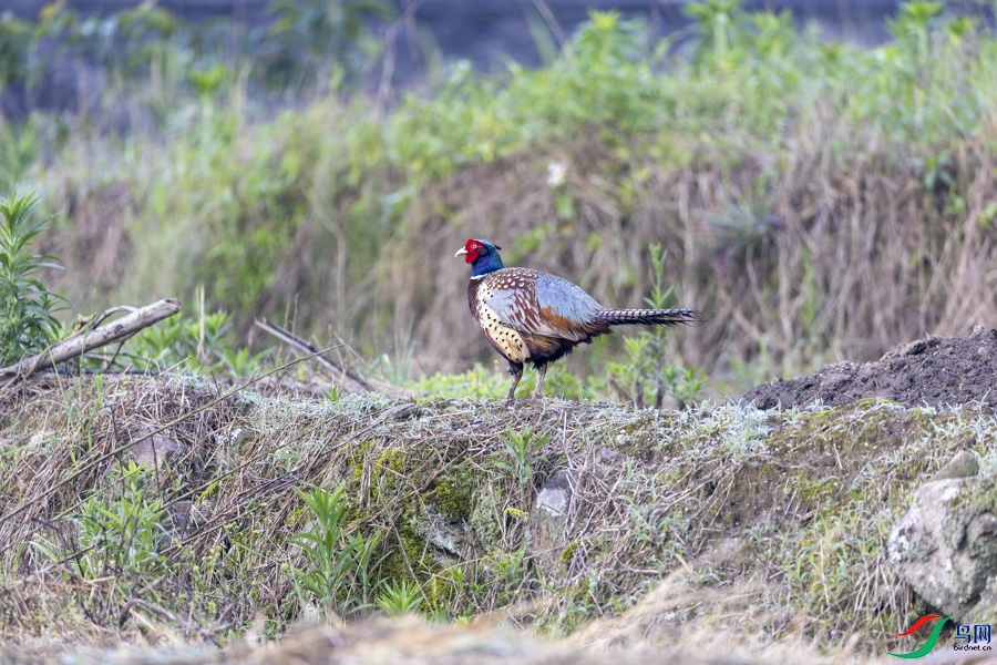 ��ͷ�����_15.jpg