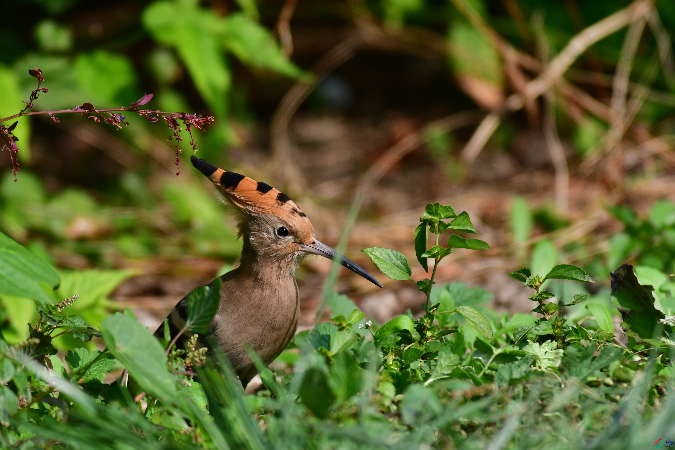 DSC_6060.JPG