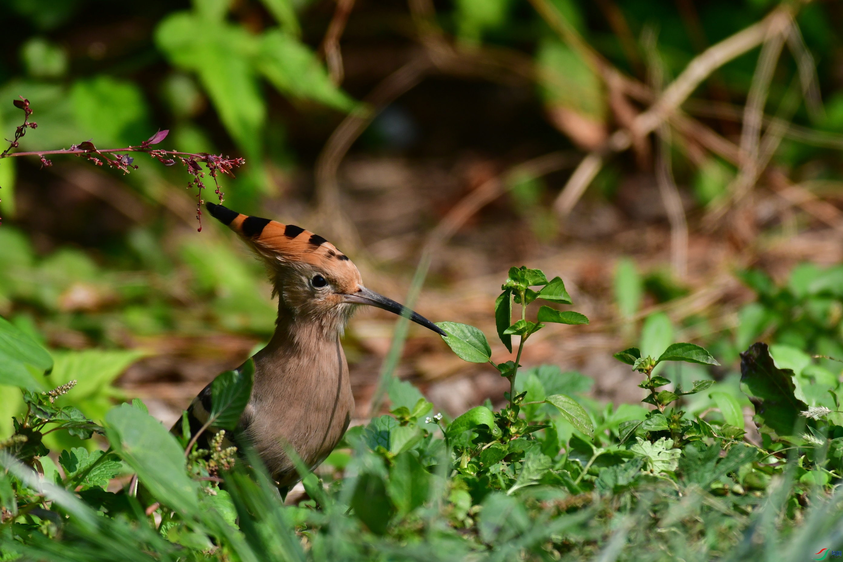 DSC_6061.JPG