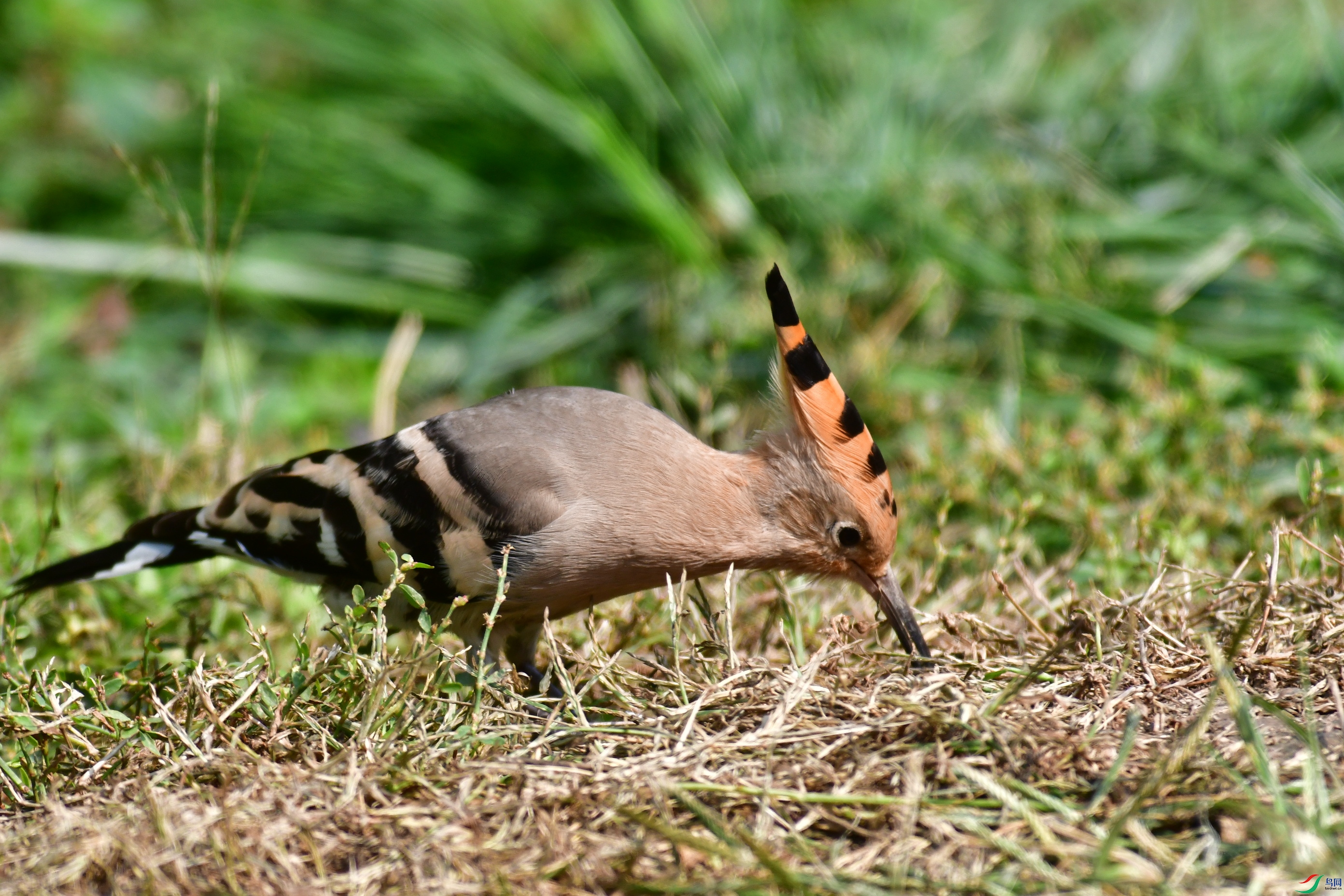 DSC_6078.JPG