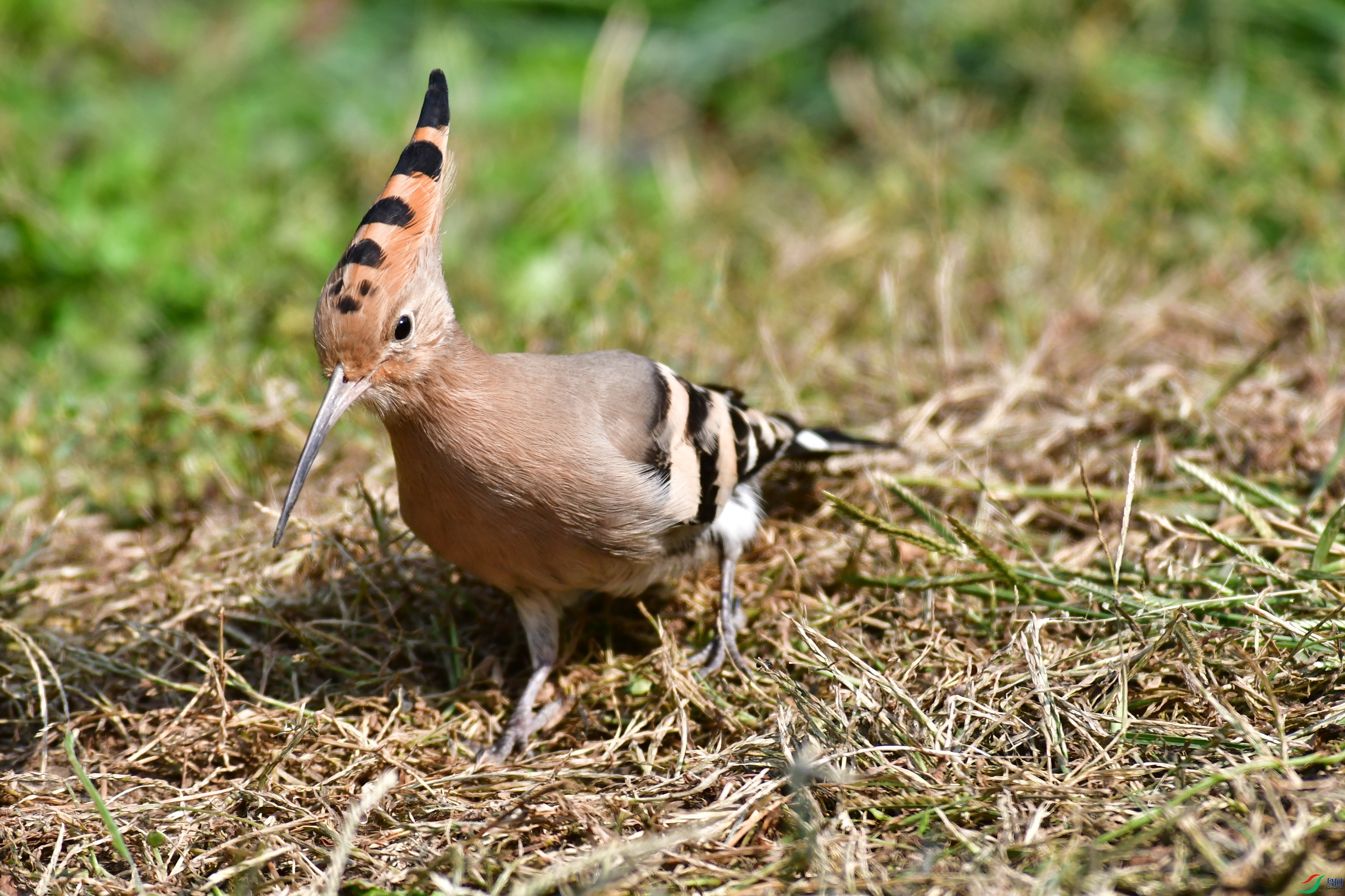 DSC_6082.JPG