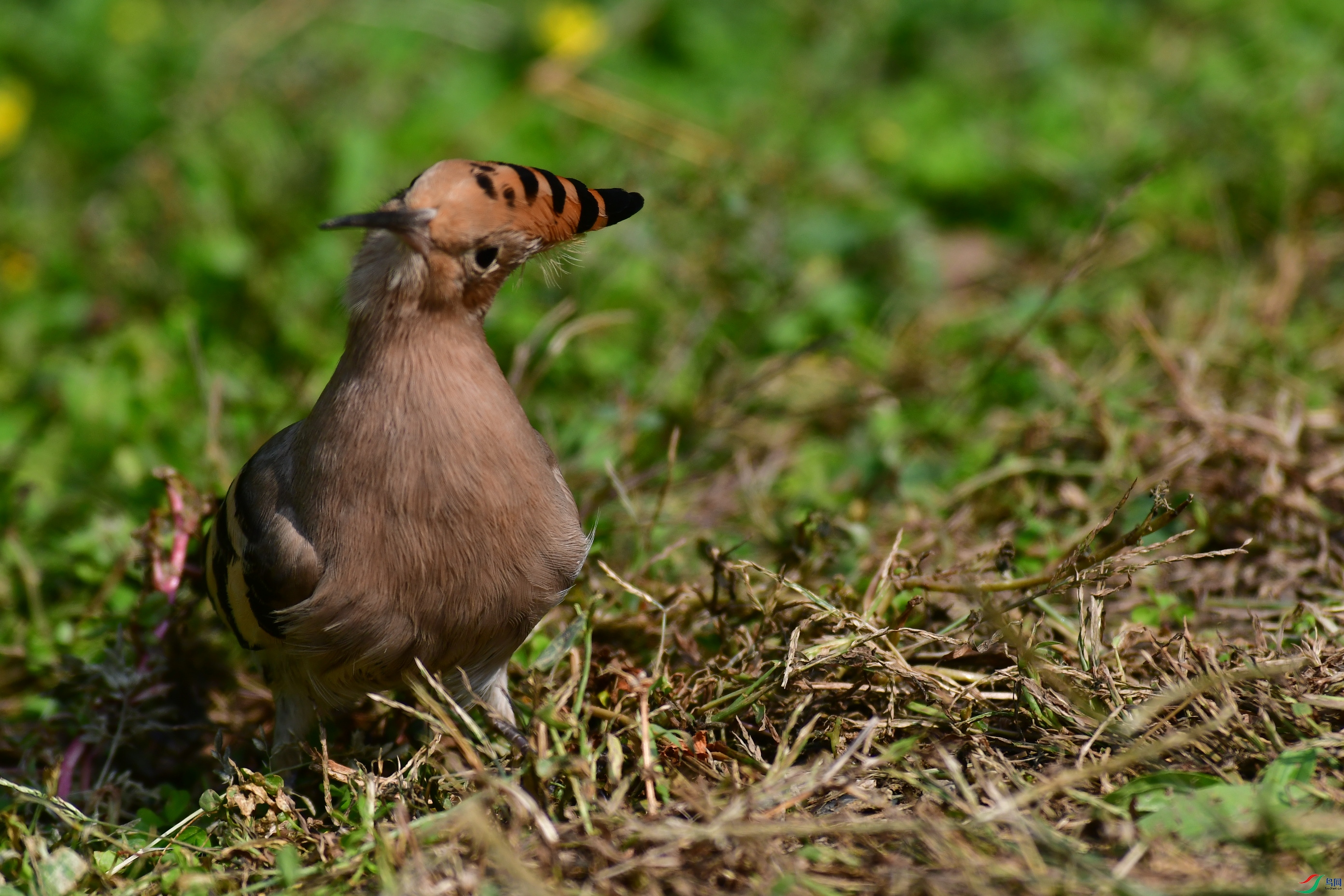 DSC_6094.JPG