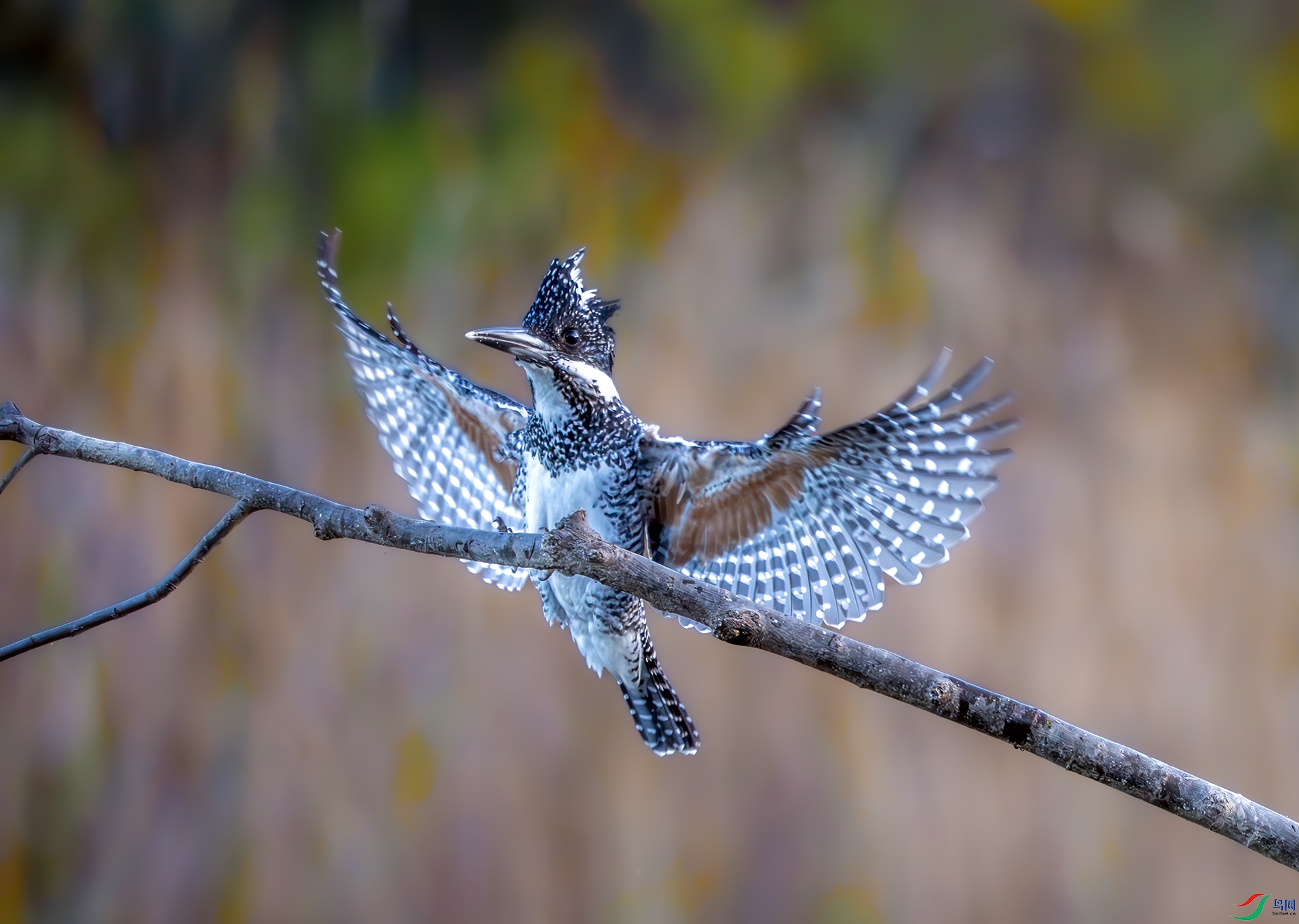 DSC07654-����ǿ-NR ����.jpg