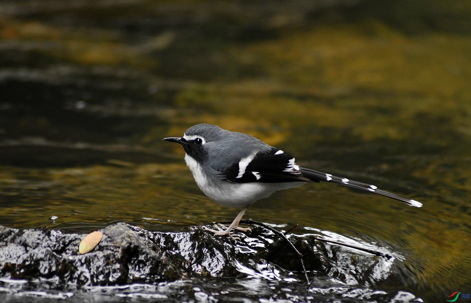 DSC_3319.jpg