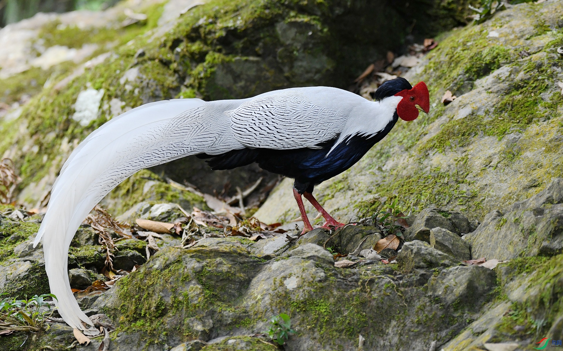 DSC_8581.jpg
