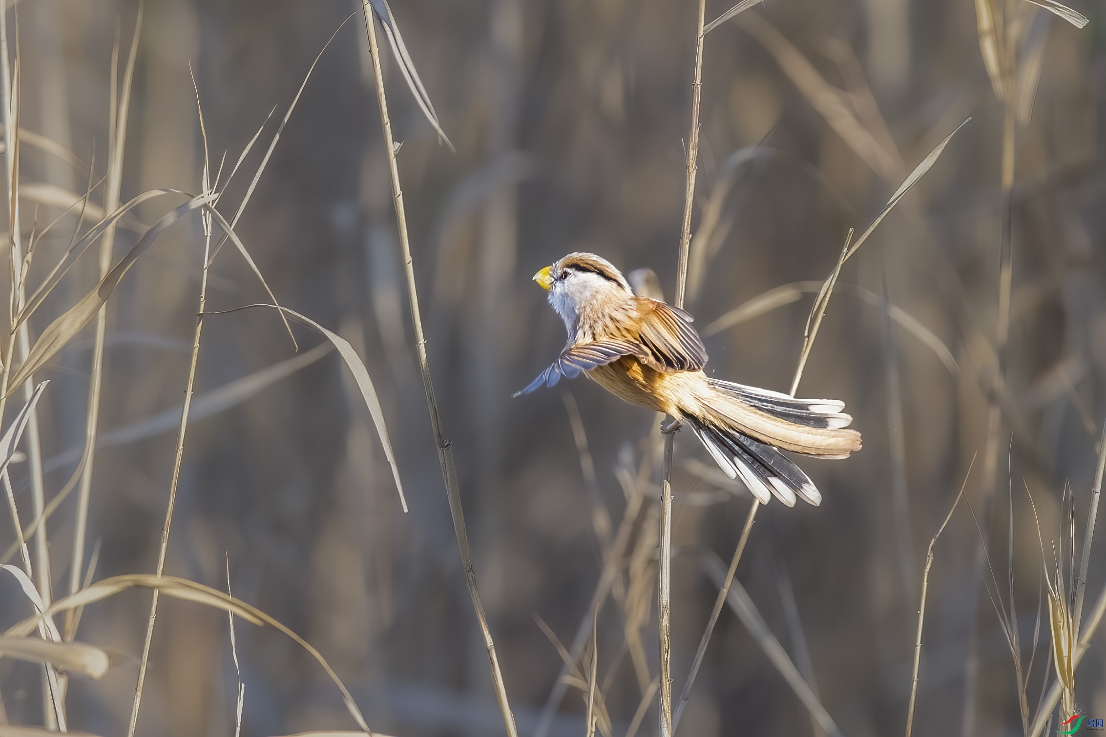 DSC_6884 ����.jpg