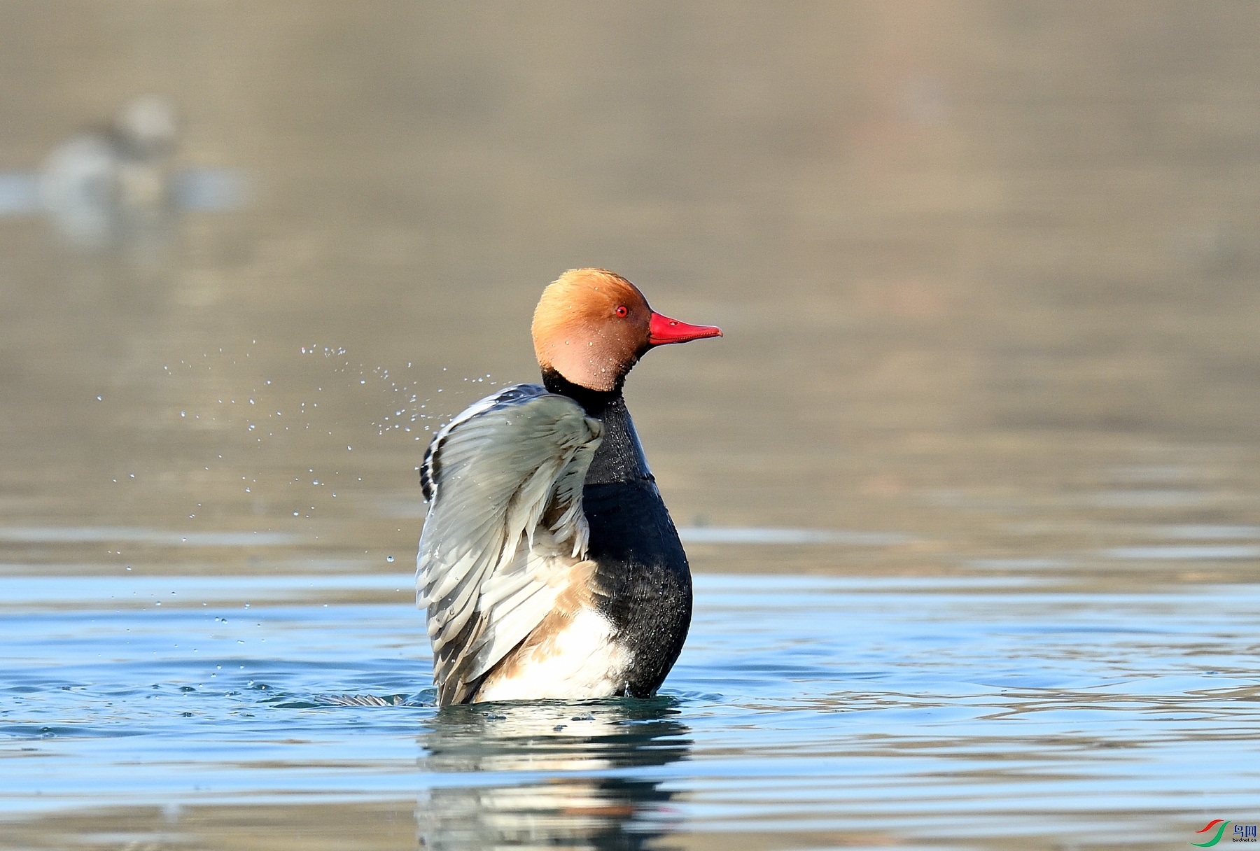 DSC_4448.JPG