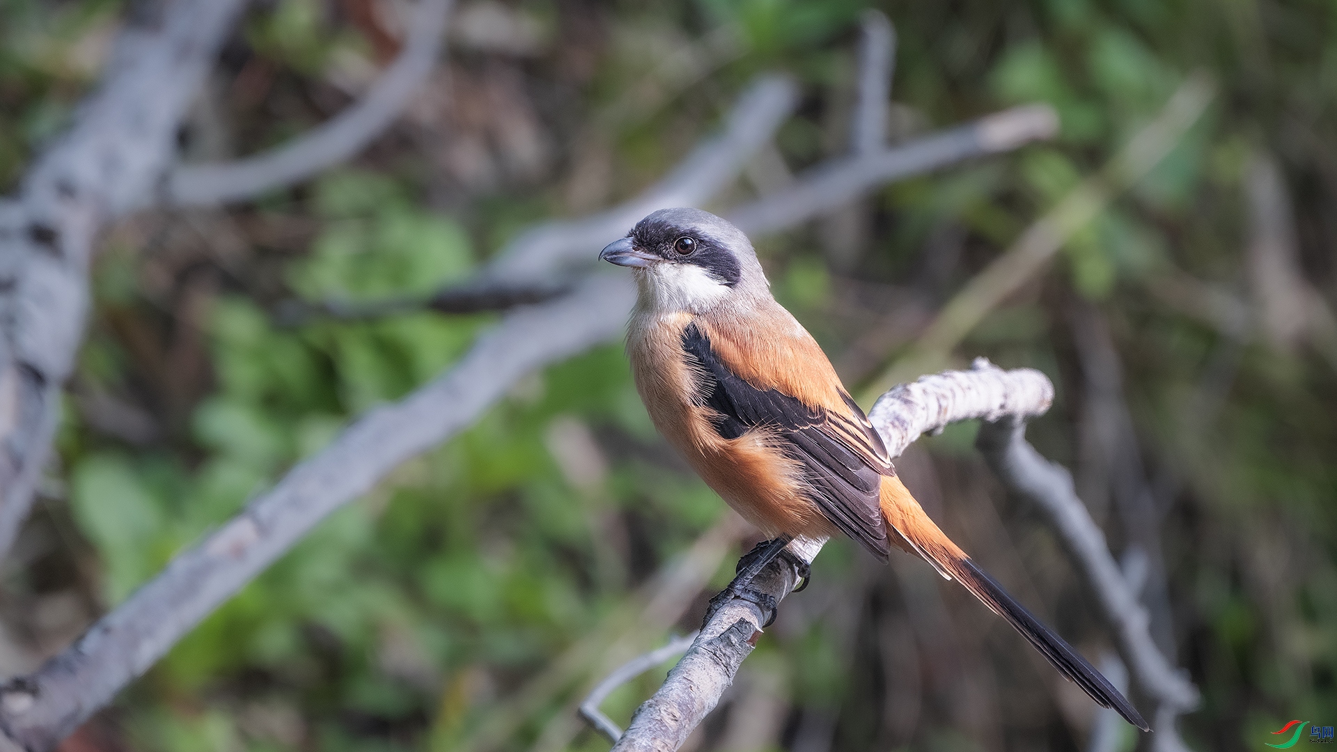 DSC_3483 ����.jpg