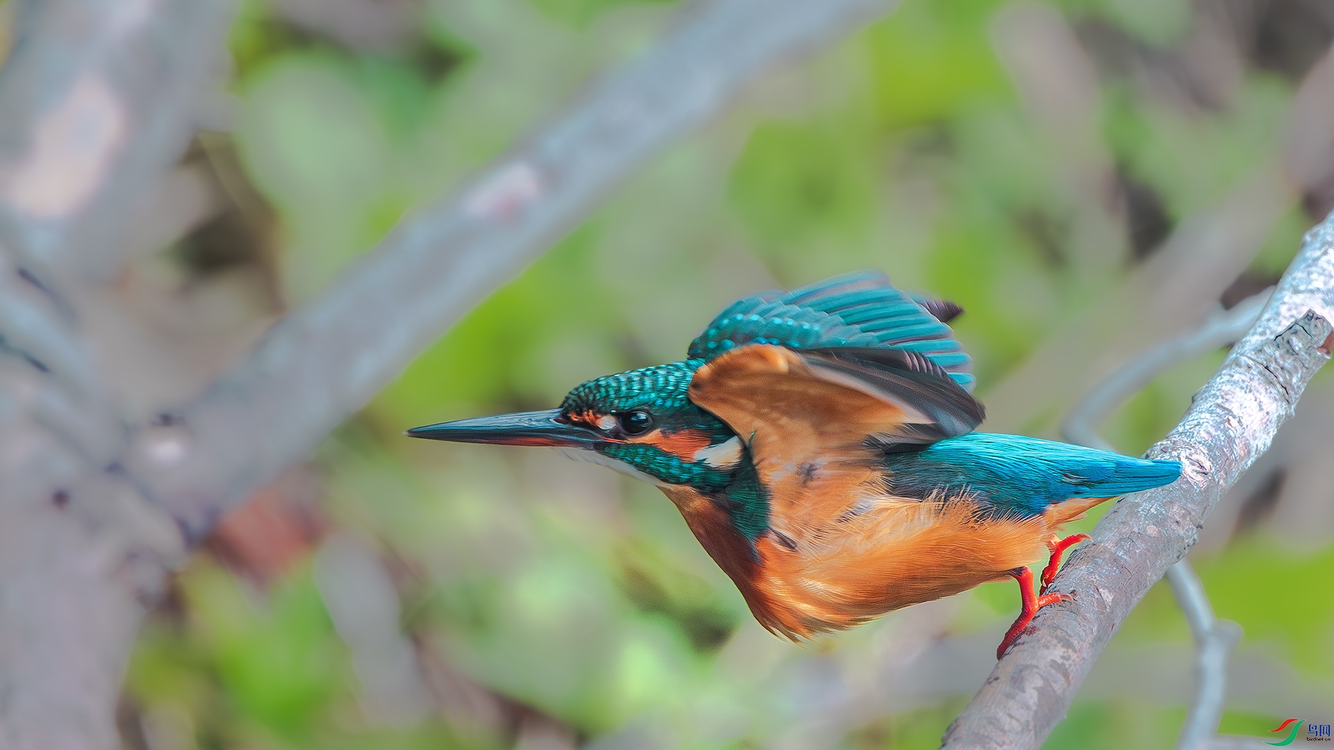 DSC_3524-����ǿ-���� ����.jpg