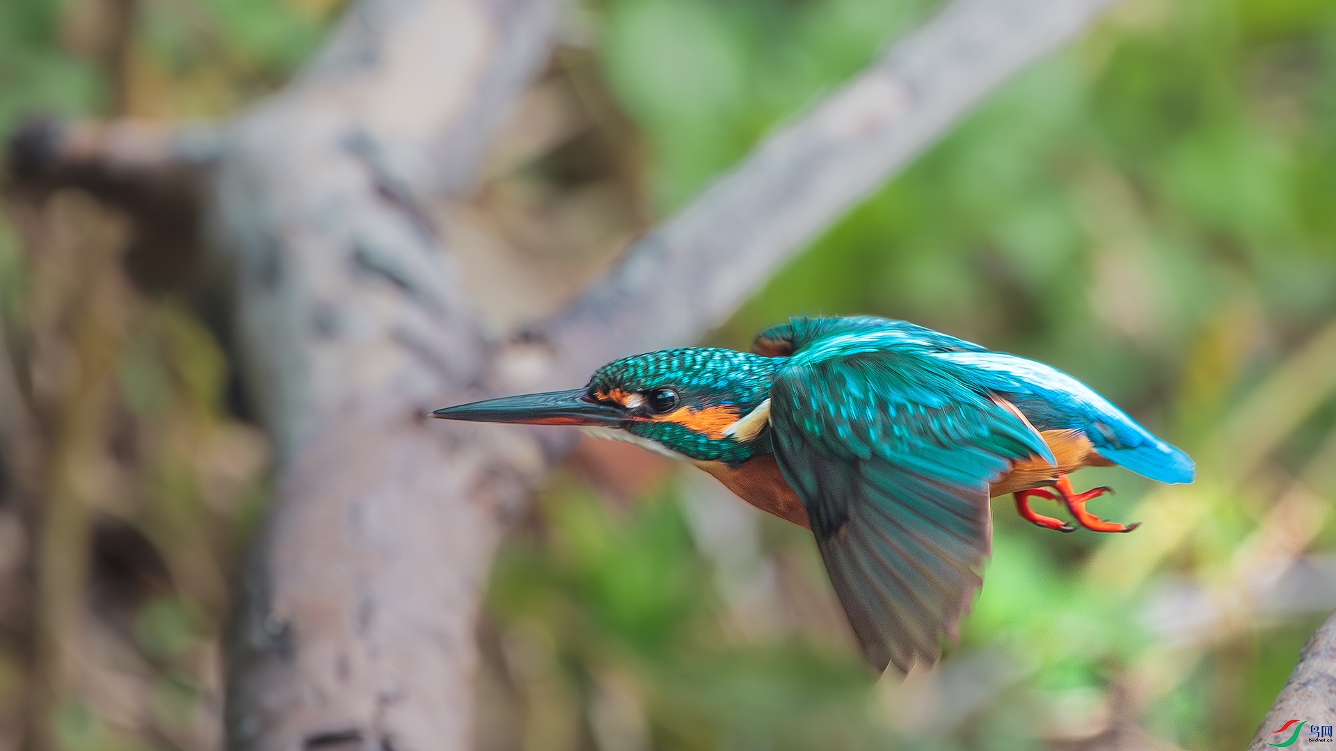 DSC_3525-����ǿ-���� ����.jpg