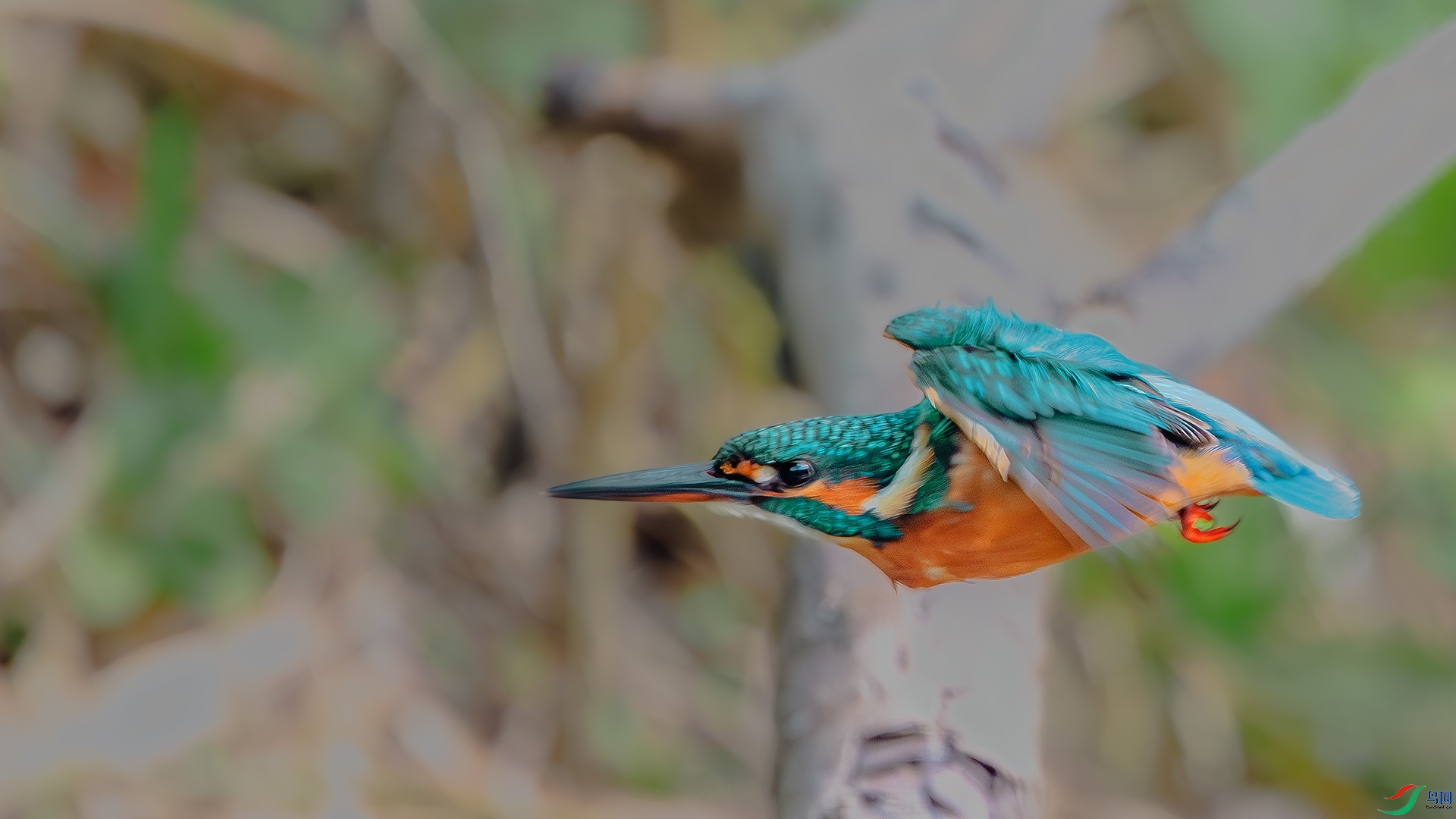 DSC_3526-����ǿ-���� ����.jpg