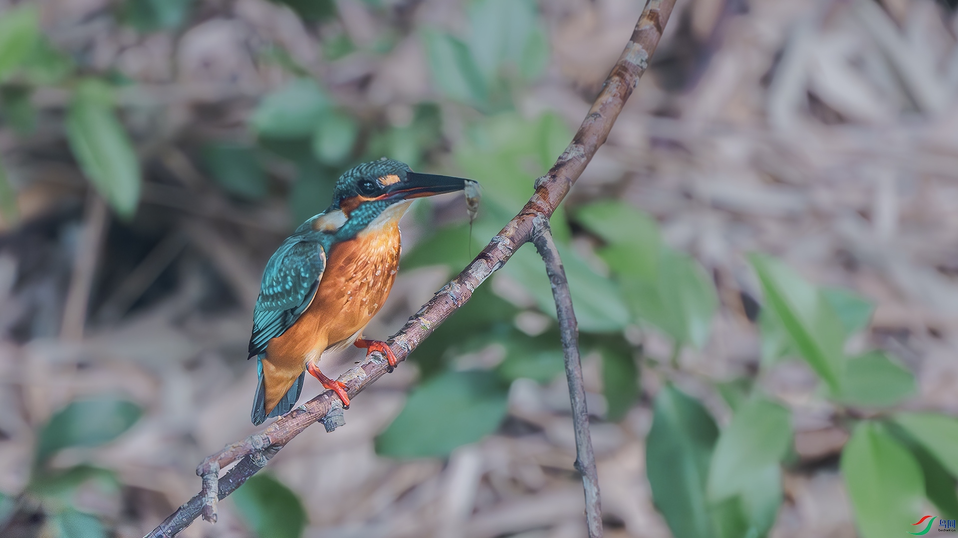 DSC_3604-����ǿ-���� ����.jpg
