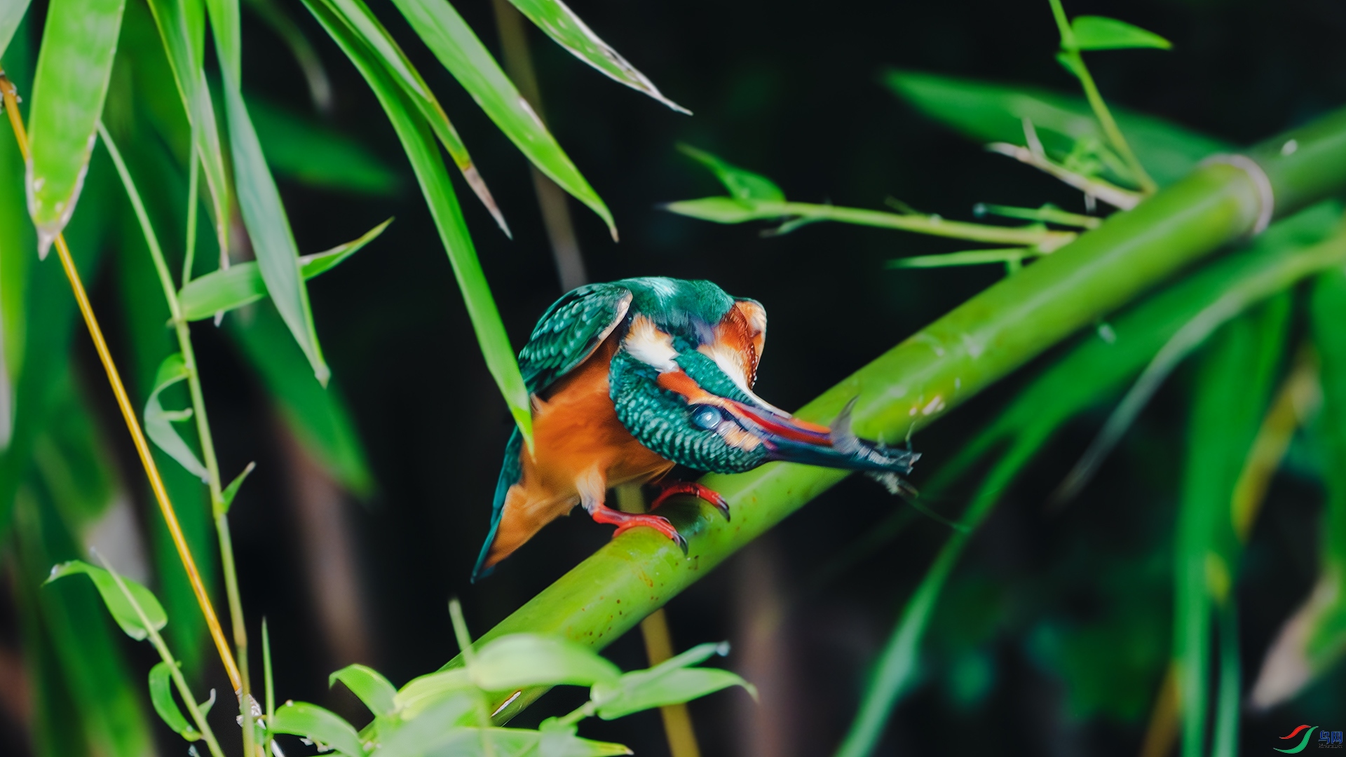 DSC_3654-����ǿ-���� ����.jpg