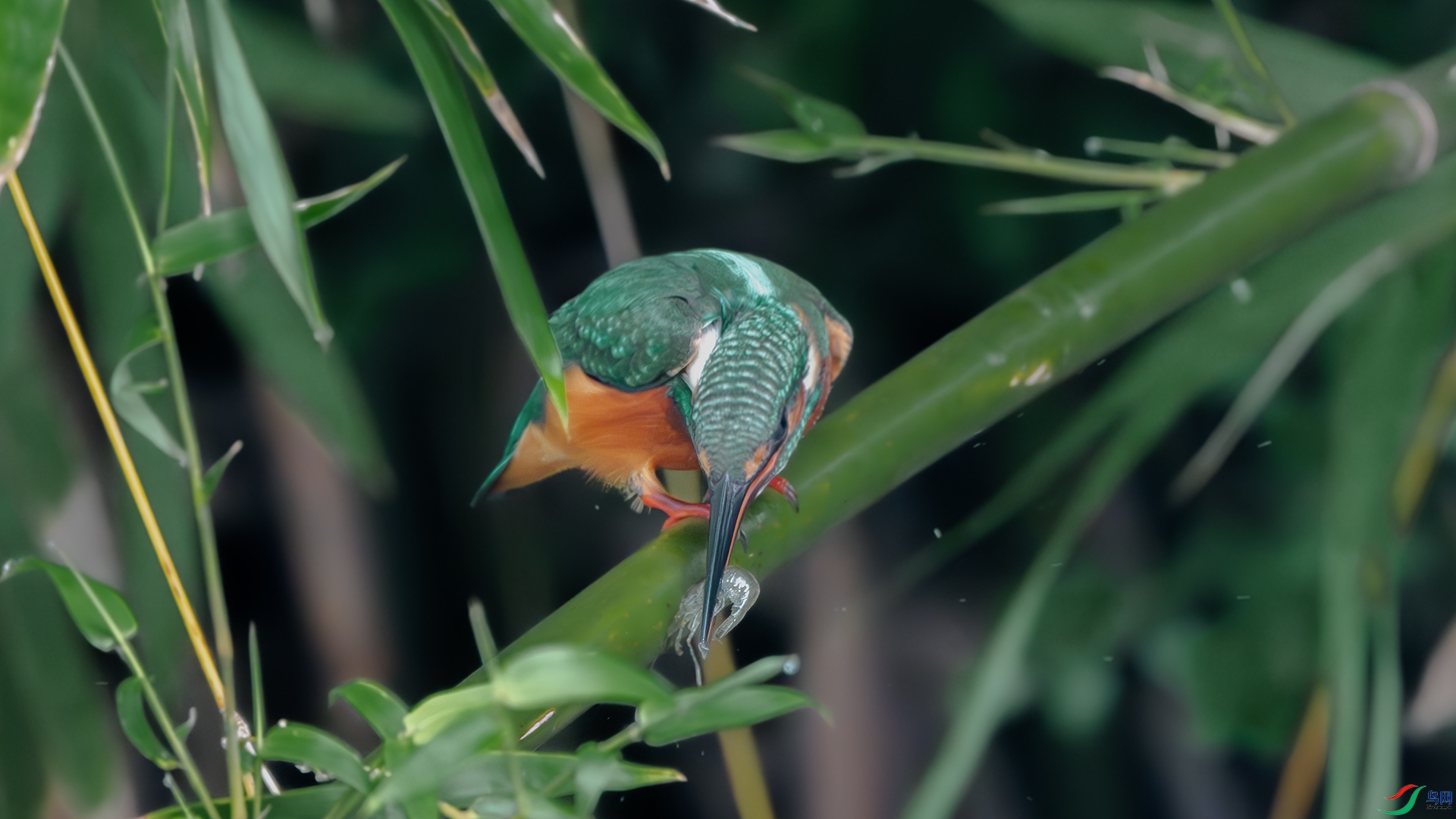 DSC_3655-����ǿ-���� ����.jpg