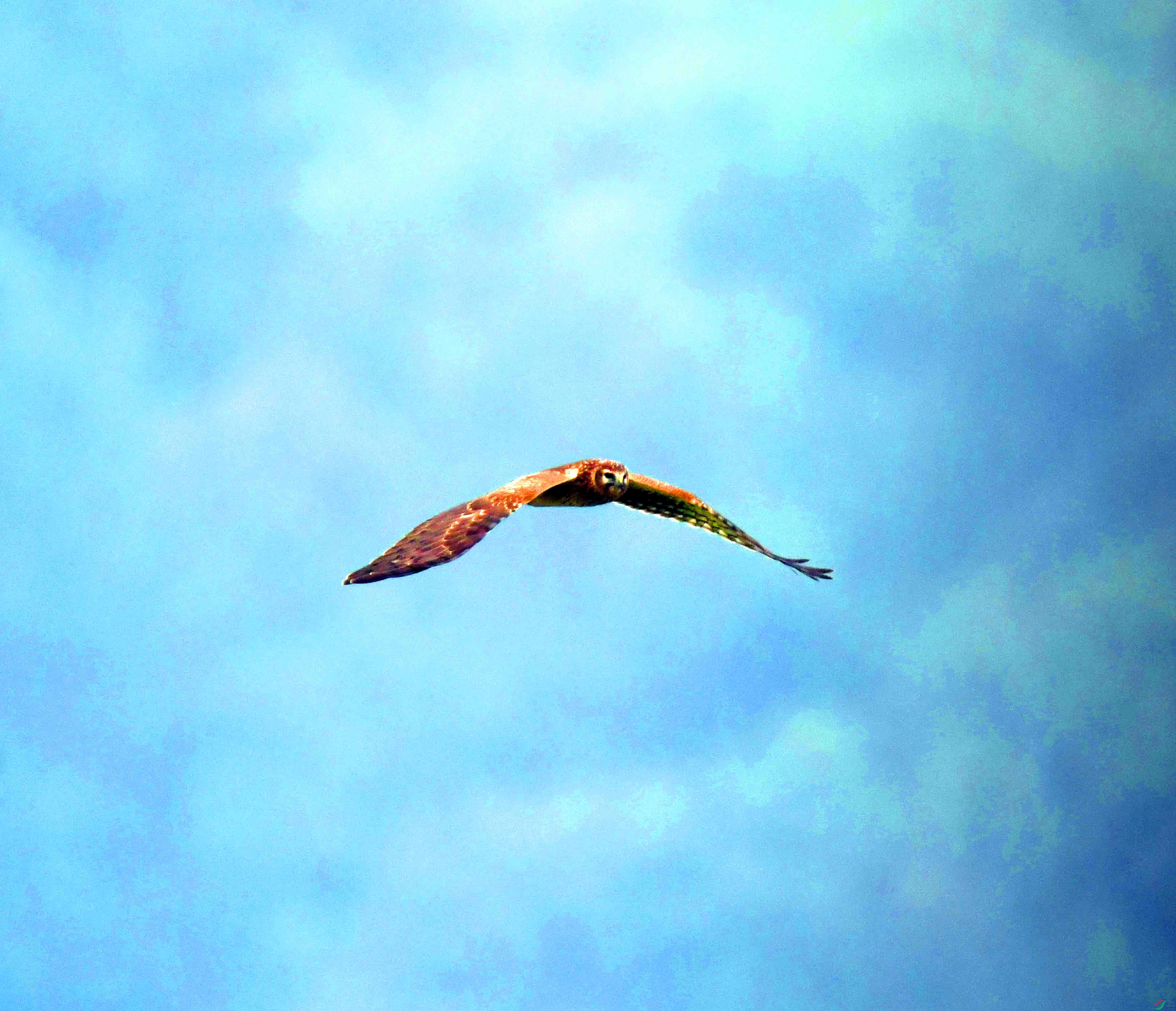 DSC_1934.JPG