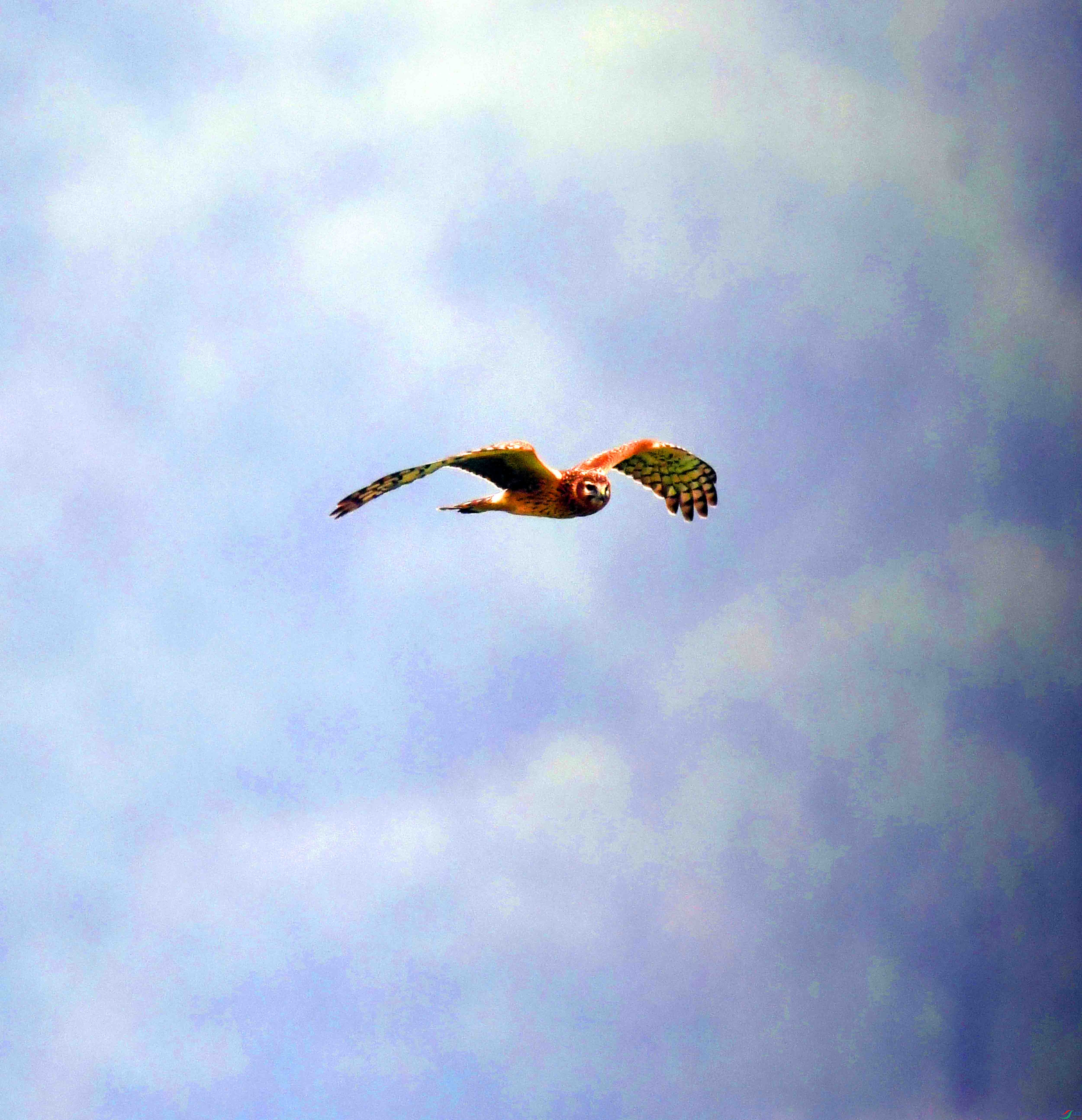 DSC_1935.JPG