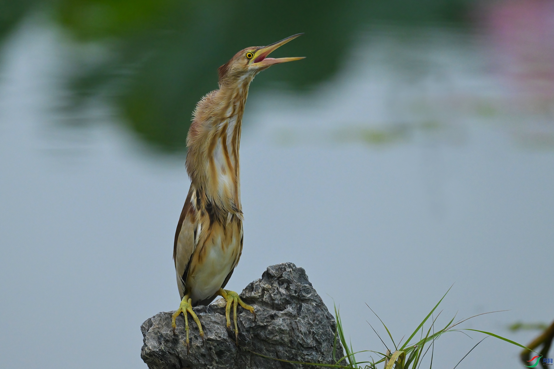 DSC_3311.jpg