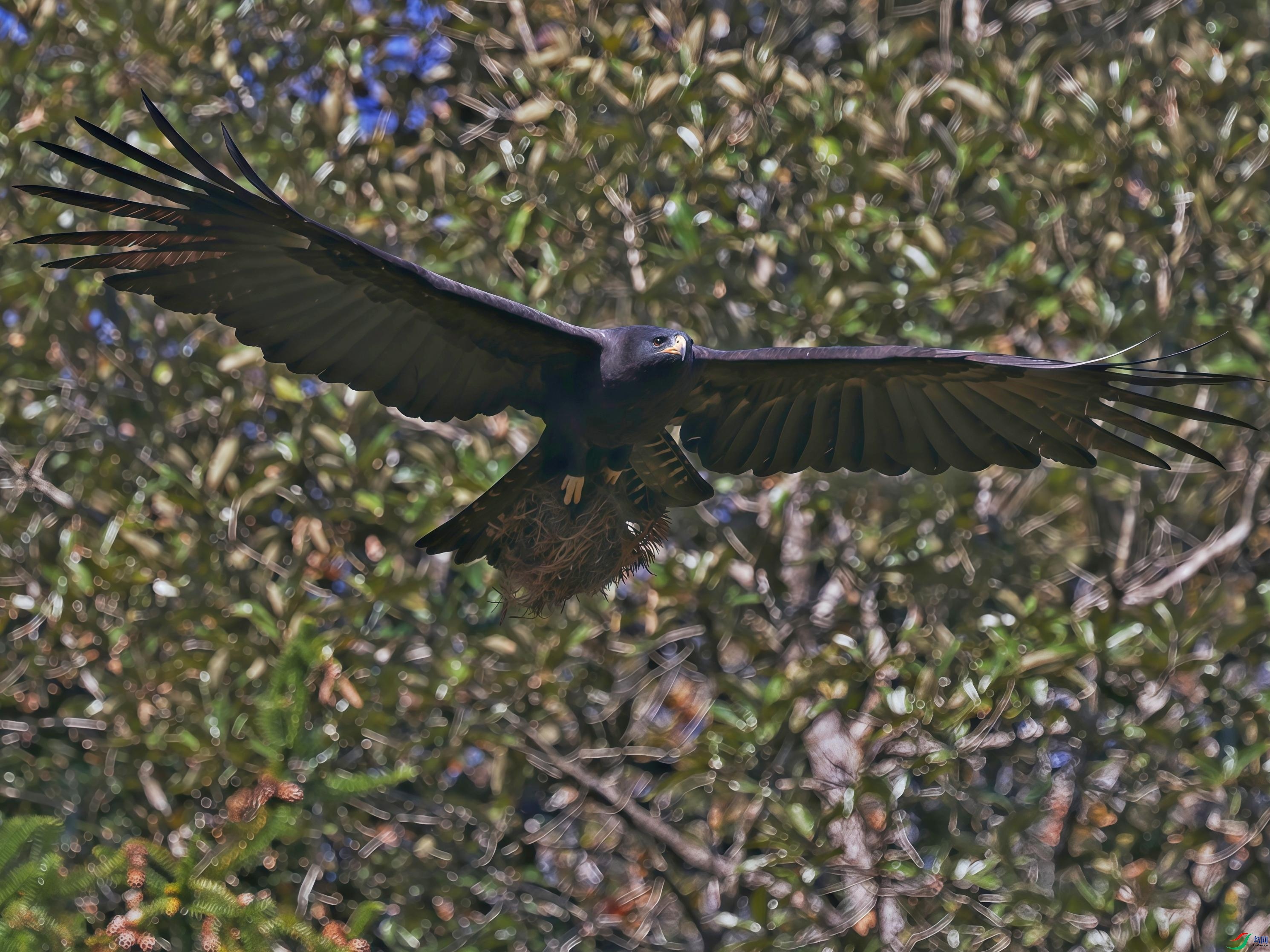 Ұ��;�У�����Զ���Ĵ����зɳ�һֻ���ݣ��Ͻ����㣬�ؿ�ʱ��Ȼ���ֵ��ڶ�������