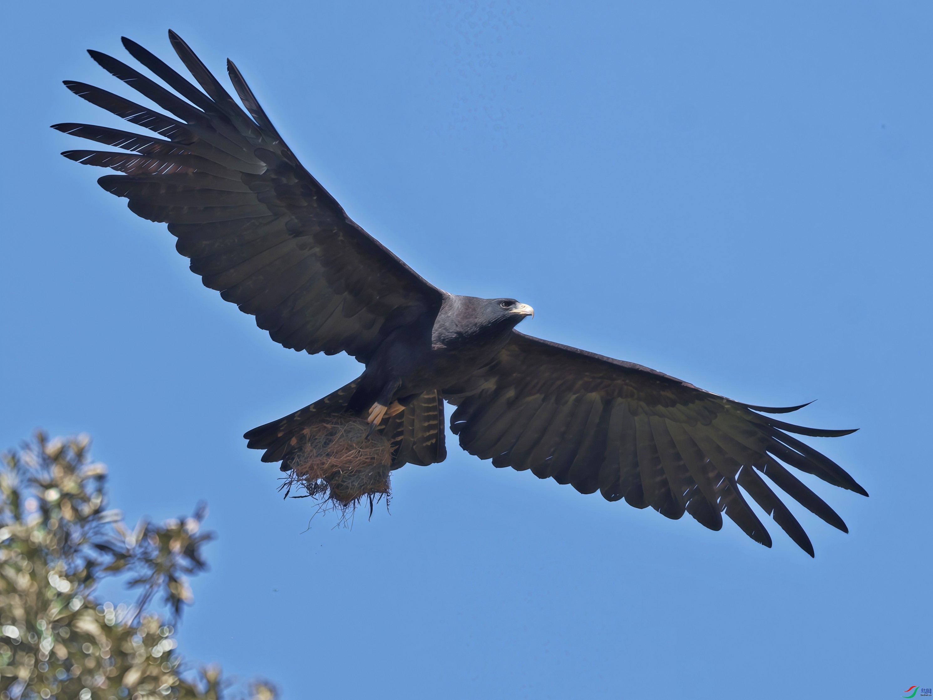 Ұ��;�У�����Զ���Ĵ����зɳ�һֻ���ݣ��Ͻ����㣬�ؿ�ʱ��Ȼ���ֵ��ڶ�������