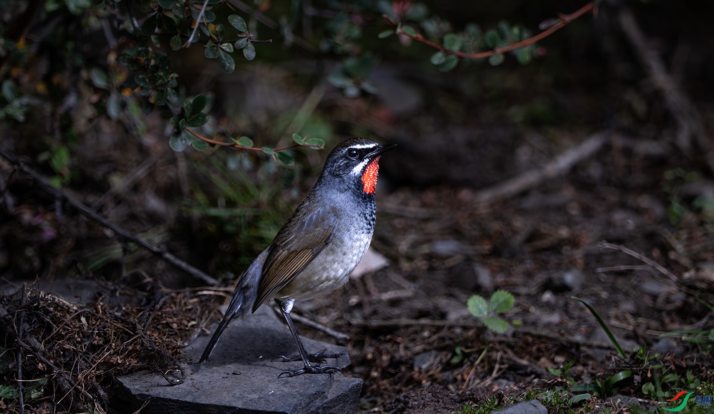 _DSC2292-����ǿ-NR ����.jpg