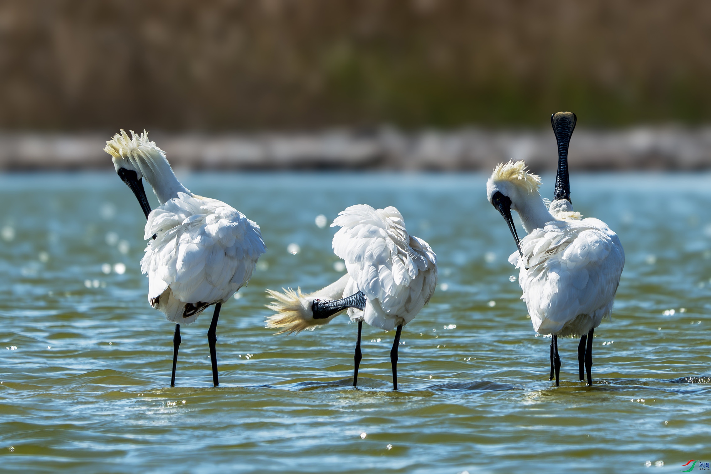 DSC001744-NR ����.jpg