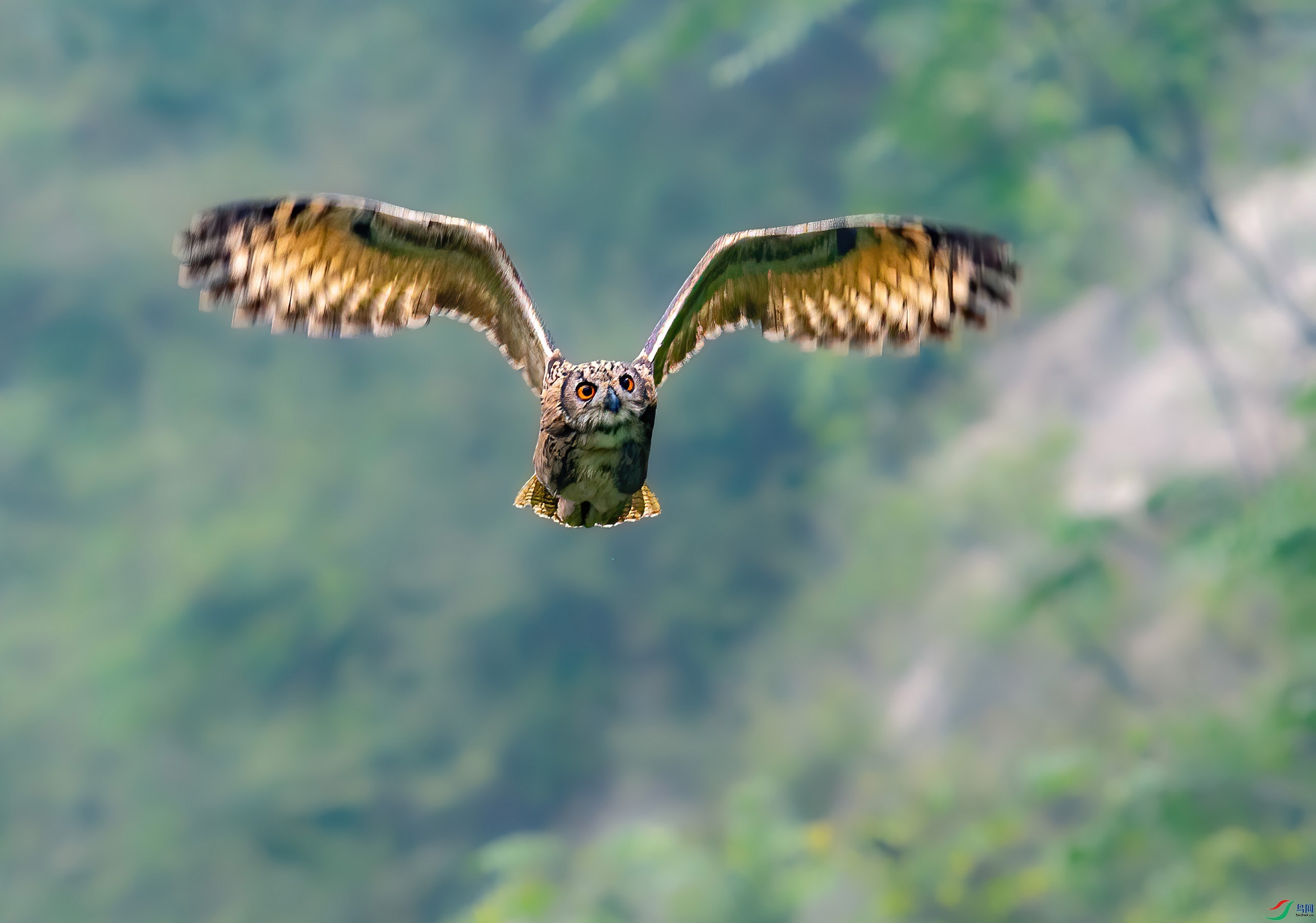 RAW Picture 1274018_1.jpg