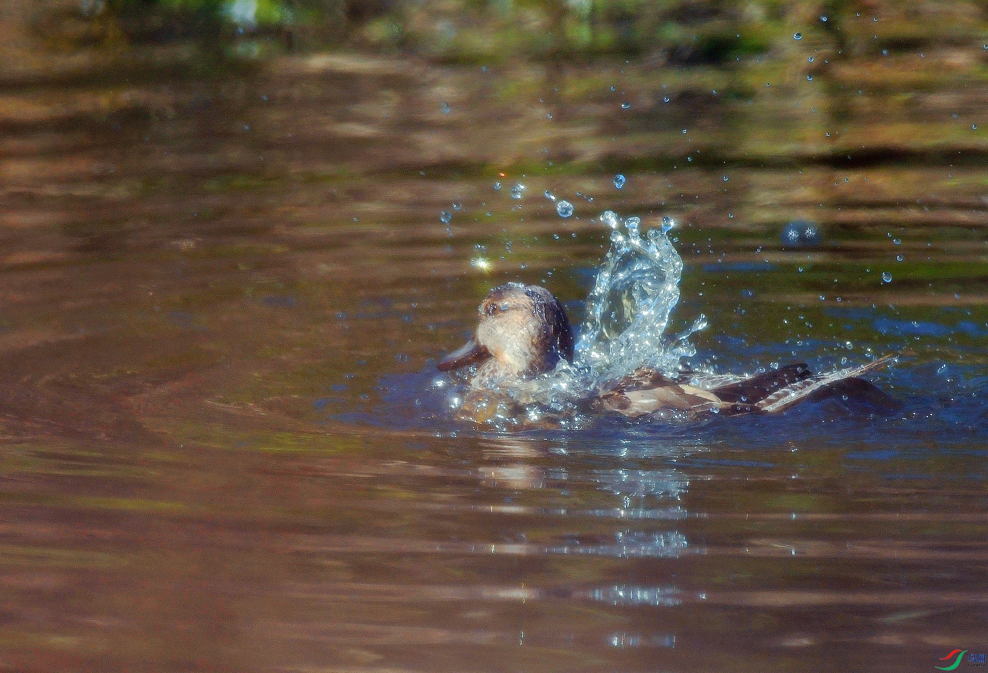 DSC_3705.jpg