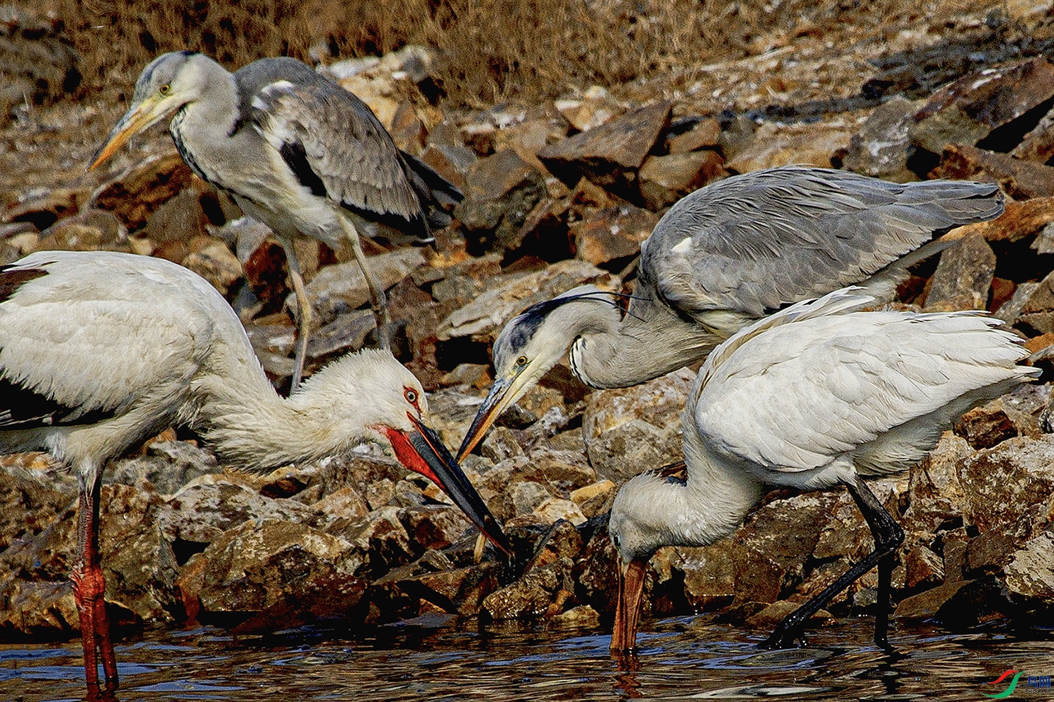 _MG_3800 ���� 3.jpg