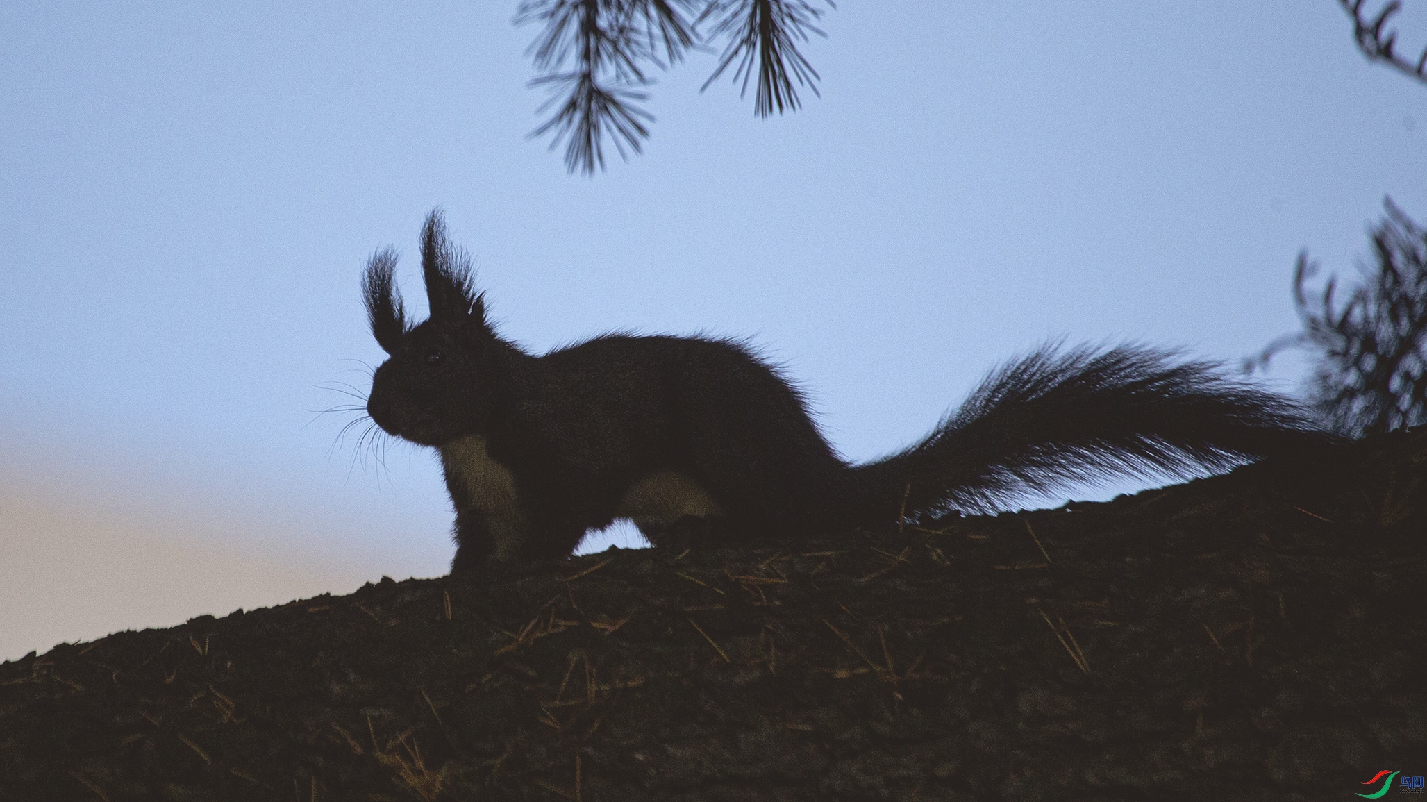 _MG_7995 ����.jpg