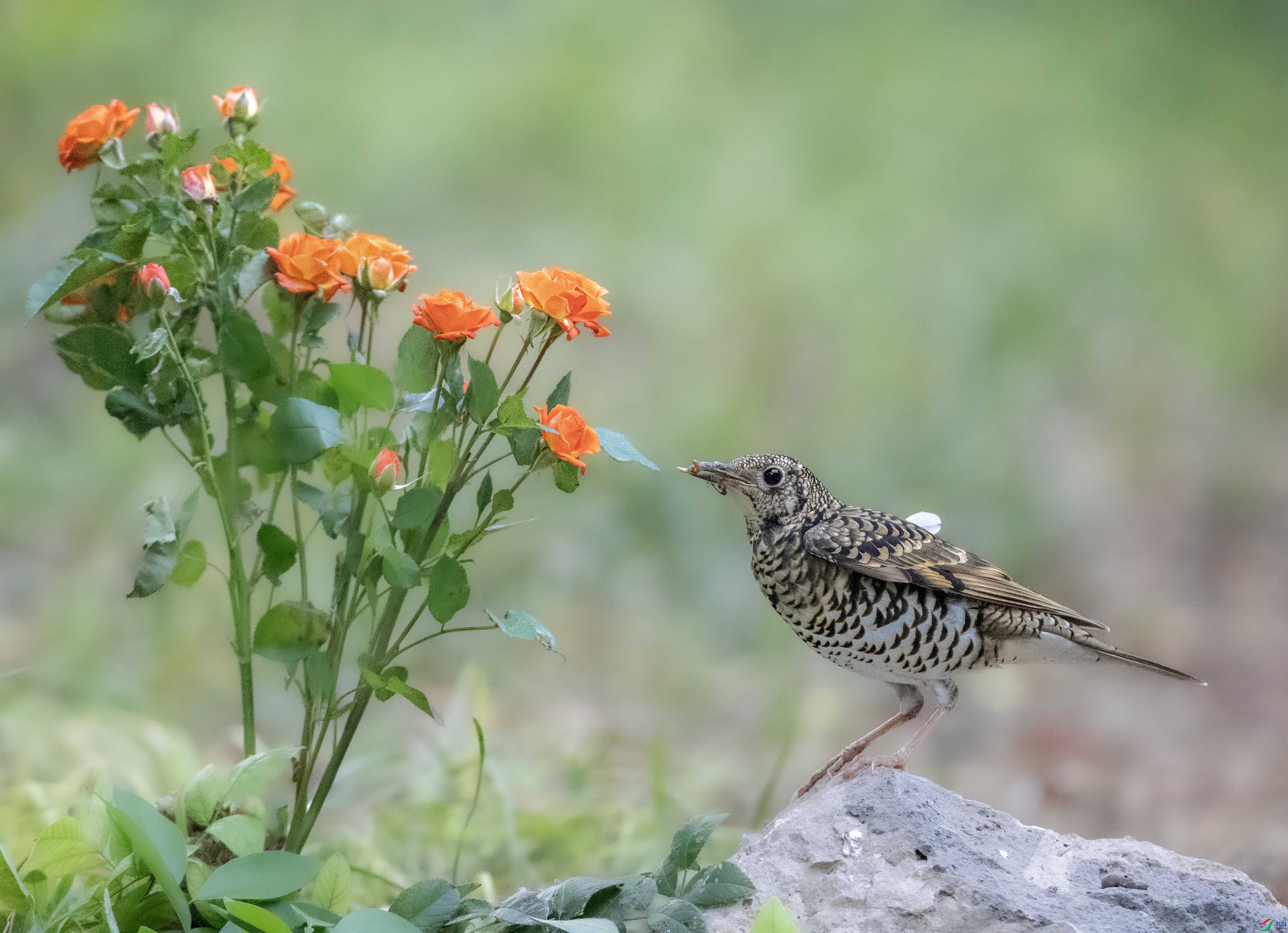 A79I7992 ����.jpg