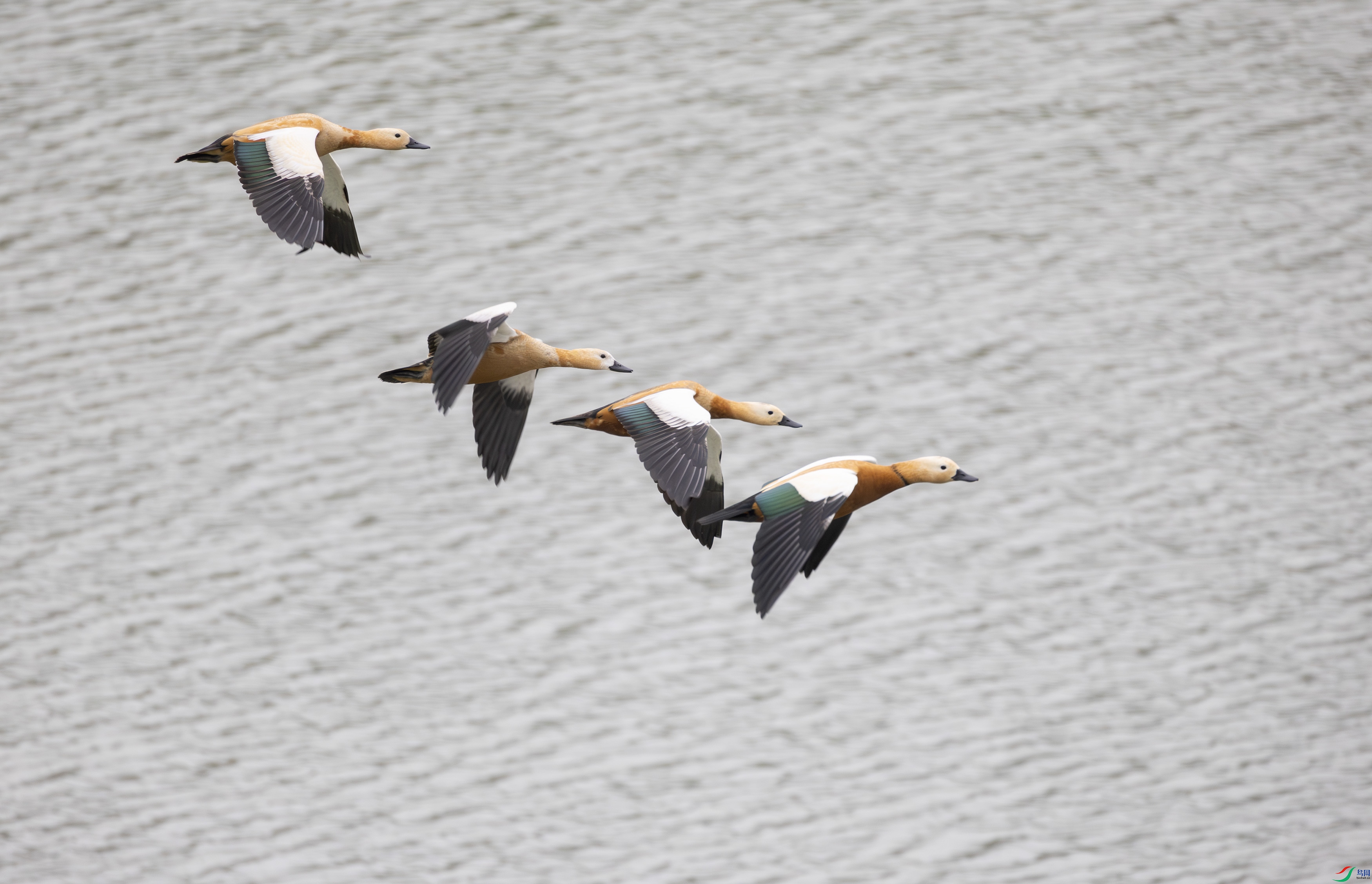 G47A9616-����ǿ-NR ����.jpg